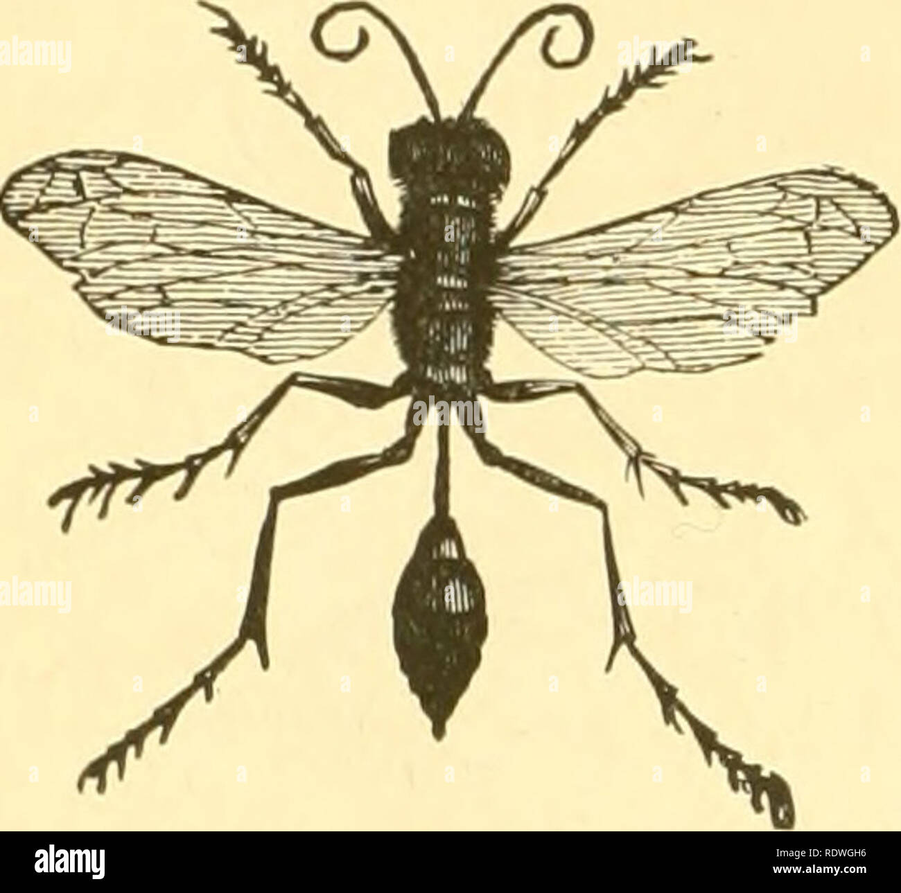 . Ökonomische Entomologie für den Landwirt und Winzer. Nützliche Insekten. 402 Eine ökonomische Entomologie. Mit dem thorax durch einen langen Stiel oder fruchtstiels verbunden. Diese gehören zur Familie Sphecidce, von denen die meisten ihre Nester u-Build und Bereitstellung mit Spinnen, Raupen oder anderen Larven. Andere, als "Schlamm - daubers, "Arten von Pelopceiis, Gips Nester gegen Heraus-Häuser, in allen möglichen Ecken und unter allen möglichen l^iG bekannt. 456. Unterständen. Sie sind manchmal einzeln gebaut, aber in der Regel in Gruppen, und kann entweder aus einer unförmigen Masse von Schlamm, Stockfoto