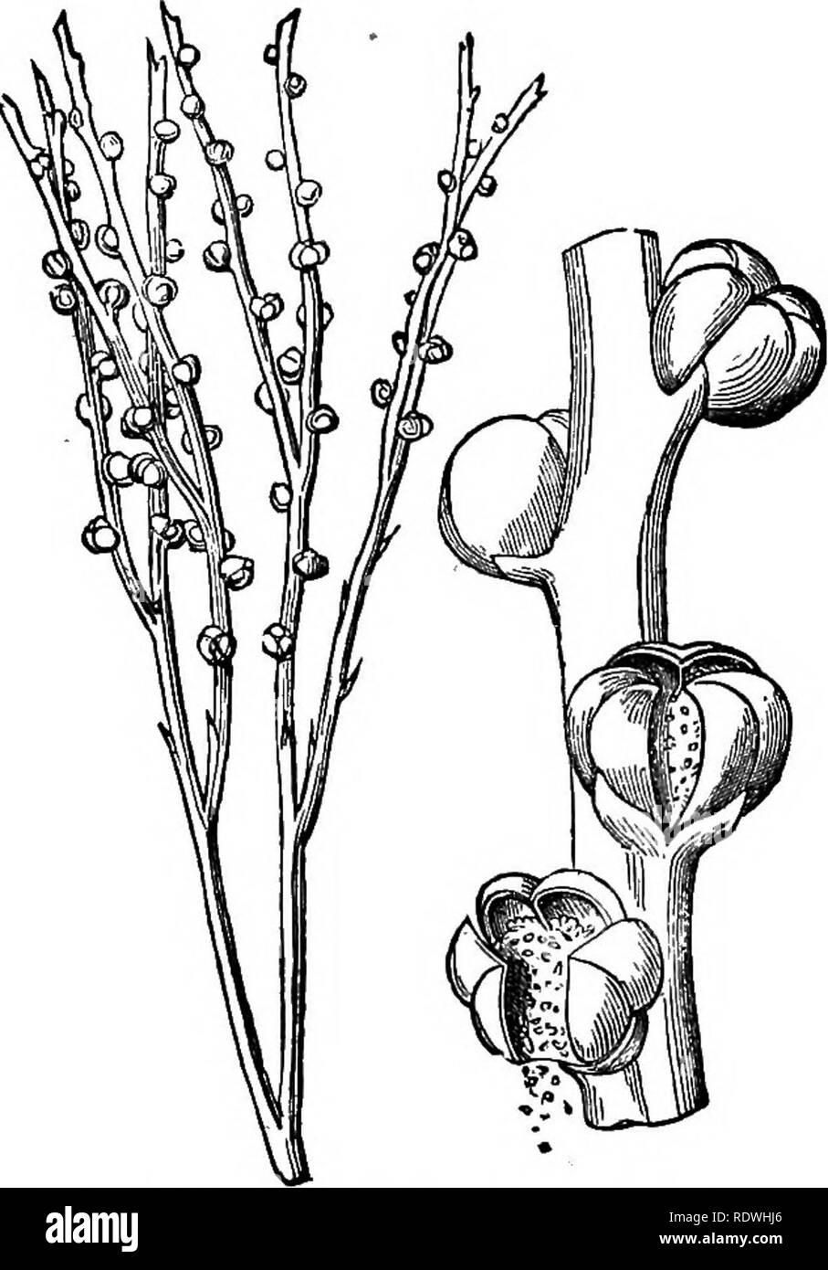 . Farne: Britische &Amp; ausländische. Die Geschichte, die organography, Klassifizierung, und Aufzählung der Arten von Garten Farne mit einer Abhandlung über ihren Anbau, etc. etc., Farne. Eine Aufzählung OP FEENS KULTIVIERT. 275. Sporangien subglobose, trivalved trilobed, Vertikal, einsam in der Achse des Deckblattes - wie Blätter.. Genas 158.-Teil der fruchtbaren Wedel, natürliche Größe; Spore-Fall vergrößert. Nein. Ich. 1. S. triquetrum, 8 w.; Schh. Fil. 1,165 5; Haken. Gen. Fil. t. 87; Lodd. Akv. t. 1916. Lycopodium nudum, Linn. - Tropischen und sub-tropischen Regionen in beiden Hemisphären. 159. LYCOPODIUM,. Stiele Stockfoto