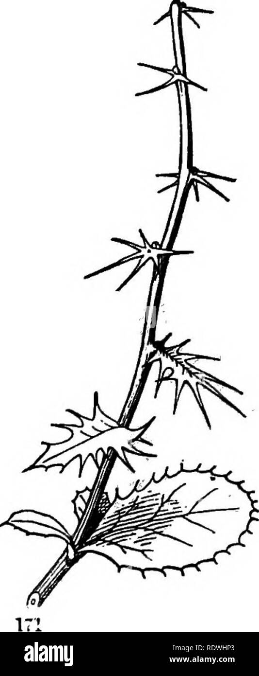 . Gray's Schule und Feld Buch der Botanik. Bestehend aus "Lektionen in der Botanik" und "Feld, Wald und Garten Botanik, "in einem Band gebunden. Botanik; Botanik. 166. Blätter als Bud-Scales dienen der Umformteilen vifithiu zu schützen. Hav-ing erfüllt diesen Zweck sie häufig Fallen oif vrhen der Schießen entwickelt und Laub - Blätter erscheinen. Gelegentlich, wie in Abb. 170, gibt es einen Übergang von Bud-Skalen zu blättern, die die Art der ehemaligen offenbart. Die IJilac zeigt auch eine Abstufung von Bud-Skala zu einfachen Blatt. In Comus Florida (die Blüte Hund - Holz), die vier Bud-Skalen w Stockfoto