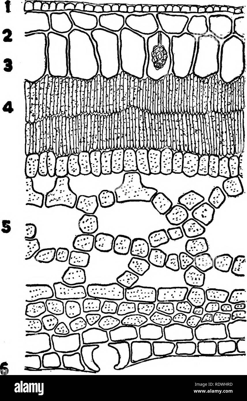 . Die Elemente der pflanzlichen Histologie. Anlage Anatomie. 186 DIE