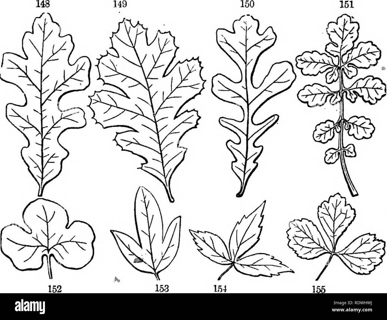 . Gray's Schule und Feld Buch der Botanik. Bestehend aus "Lektionen in der Botanik" und "Feld, Wald und Garten Botanik, "in einem Band gebunden. Botanik; Botanik. 56 Blätter. [Abschnitt 7 Blatt Compound. Hier können Sie über die lateinische Form, das Blatt ist sagte halbiert werden, trisected (Eig. 155), etc., entsprechend der Anzahl der Divisionen. 141. Der Modus der Lappung oder Abteilung entspricht der der Äderung, Wh. tihet pinnatelj/geädert ox palnuttely Geädert. In der Ehemaligen die Kerben oder Schnitte, oder sinwe*, die zwischen den wichtigsten Adern und Rippen sind auf die Mittelrippe verwiesen; in der lat. Stockfoto