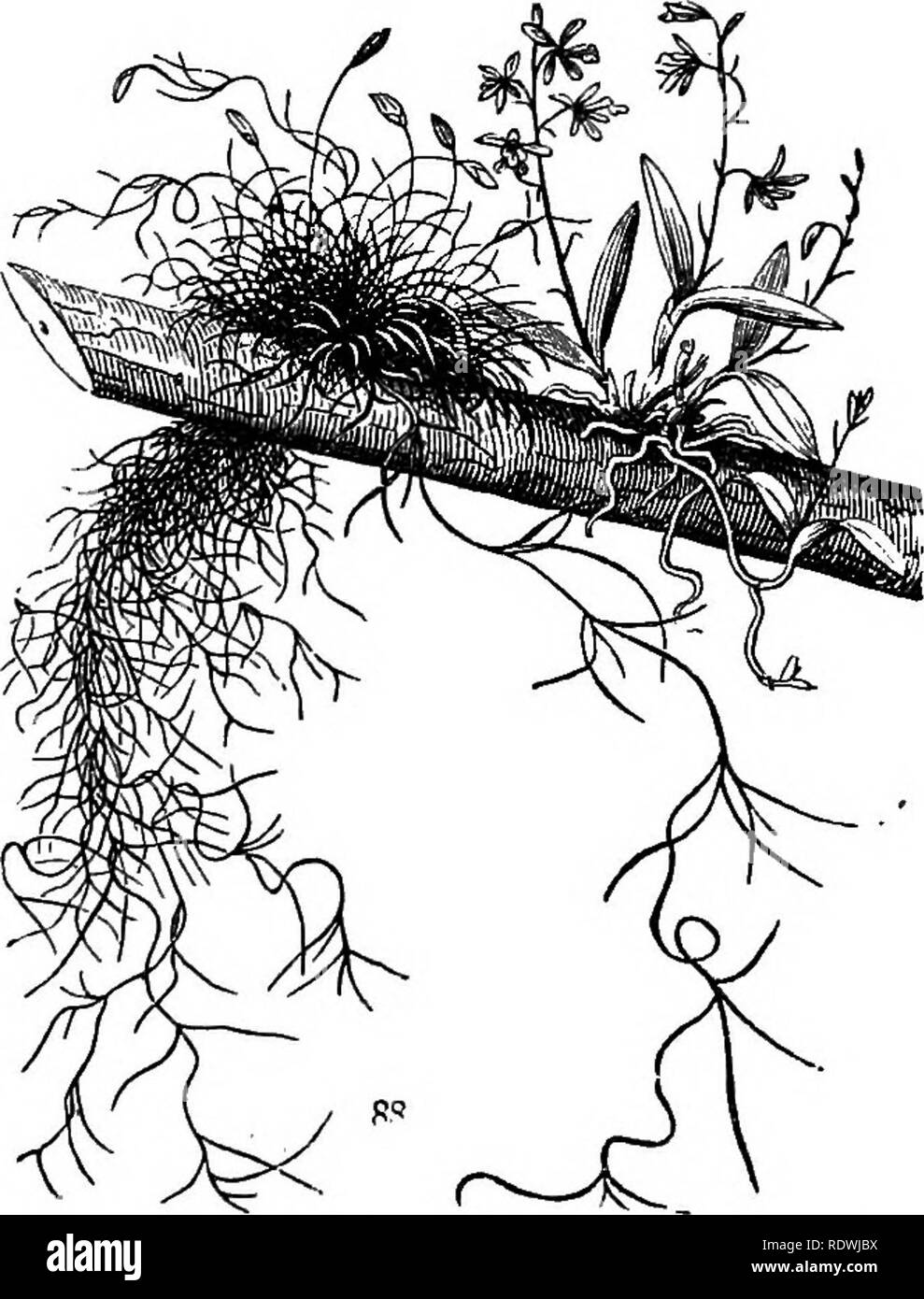 . Gray's Schule und Feld Buch der Botanik. Bestehend aus "Lektionen in der Botanik" und "Feld, Wald und Garten Botanik, "in einem Band gebunden. Botanik; Botanik. 36 Stiefel. [Abschnitt 5. Spindel- oder Fusiform, whea dicksten Ia der Mitte und zu beiden Enden; als gemeinsame Jladish (Schwein. 85). 76. Diese Beispiele sind der primären Wurzeln. Es wUl gesehen werden, dass Rüben, Karotten, und dergleichen, nicht reiner root sind; für die tlie oaulicle, vom unteren Ende der whioli die Wurzel wuchsen, nimmt der Eindickung, vielleicht auch einige Gelenke von Stammzellen oben: so die Knospe-Lager und wachsen Stockfoto