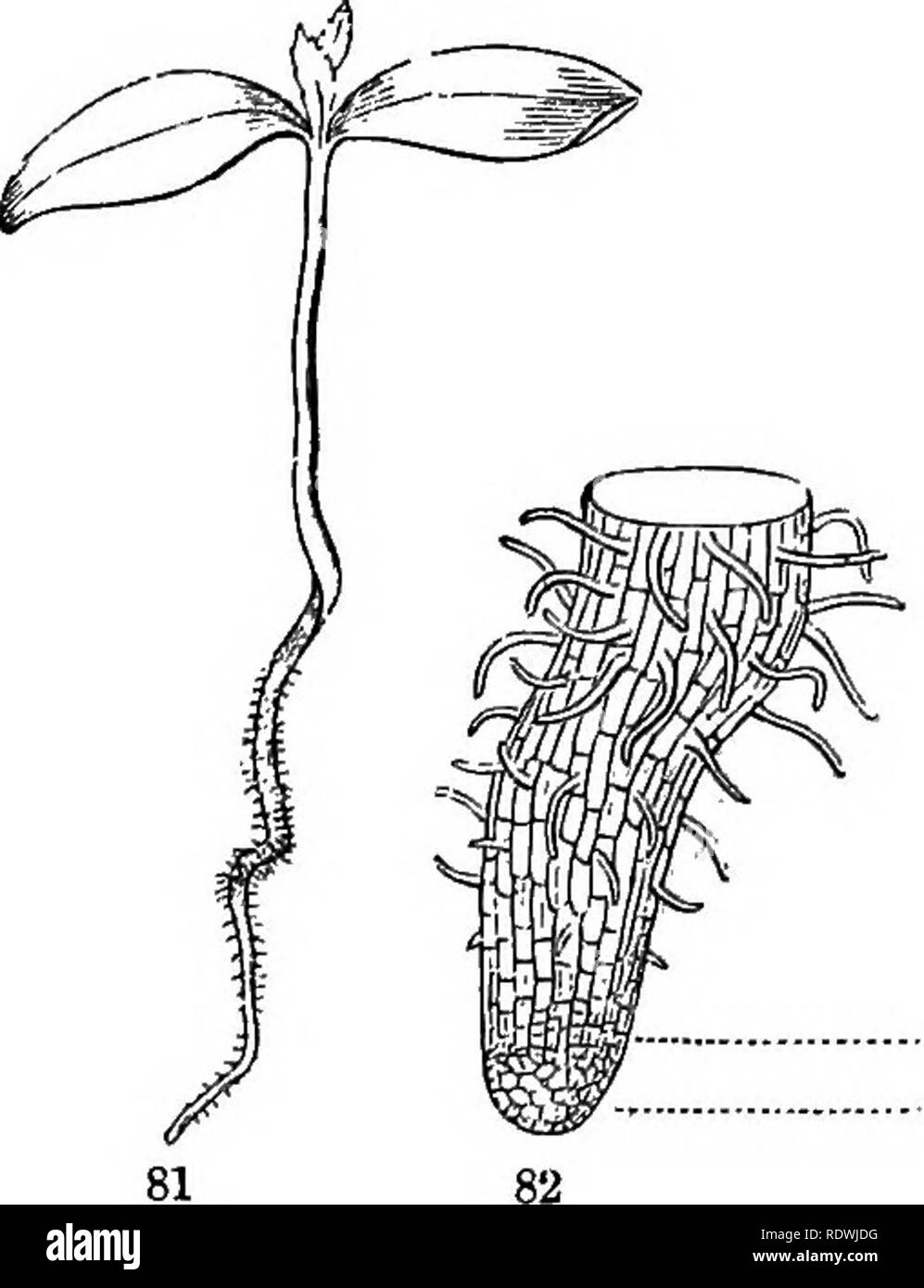 . Gray's Schule und Feld Buch der Botanik. Bestehend aus "Lektionen in der Botanik" und "Feld, Wald und Garten Botanik, "in einem Band gebunden. Botanik; Botanik. Abschnitt 5.] Wurzeln. 33 Kapitel V. WURZELN. 65. Es 18 eine Eigenschaft der Stämme Wurzeln zu produzieren. Spriug stammt nicht von den Wurzeln in gewöhnlichen Fällen, als im Allgemeinen gedacht ist, aber Wurzeln von Stielen. Wenn mehrjährige lierbs ergeben sich aus dem Boden, wie Sie an der Frühling - Zeit, steigen Sie aus unterirdischen Stämmen. 60. Die primäre Root ist ein nach unten aus der Wurzel - Ende des caulicle, das heißt der ersten Stammzellen der Embryo (Schwein. 5-7, 81) Stockfoto