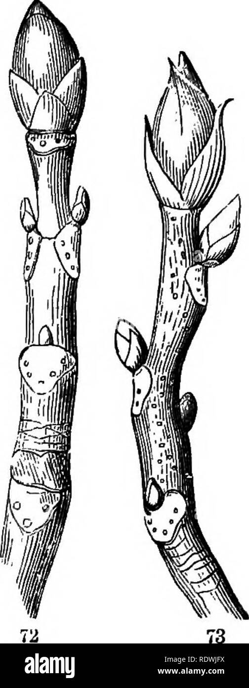 . Gray's Schule und Feld Buch der Botanik. Bestehend aus "Lektionen in der Botanik" und "Feld, Wald und Garten Botanik, "in einem Band gebunden. Botanik; Botanik. Abschnitt 4.] Knospen. 27 Abschnitt IV. GEOWTH FEOM KNOSPEN: Verzweigung. 45. Die meisten Pflanzen erhöhen tlie Betrag ihrer Vegetation durch Verzweigung, das heißt, durch die Herstellung von seitentriebe. 46. E, oots Zweig aus jedem Teil und in der Regel ohne bestimmte Reihenfolge. Ergibt sich in der Regel ergeben sich Zweige nur an bestimmten Punkten, nämlich an den Knoten, und es nur aus den Achseln der Blätter. 47. Knospen (Abb. 72, 73). Jede beginnende Schießen ist eine Knospe (13). Ein Stockfoto