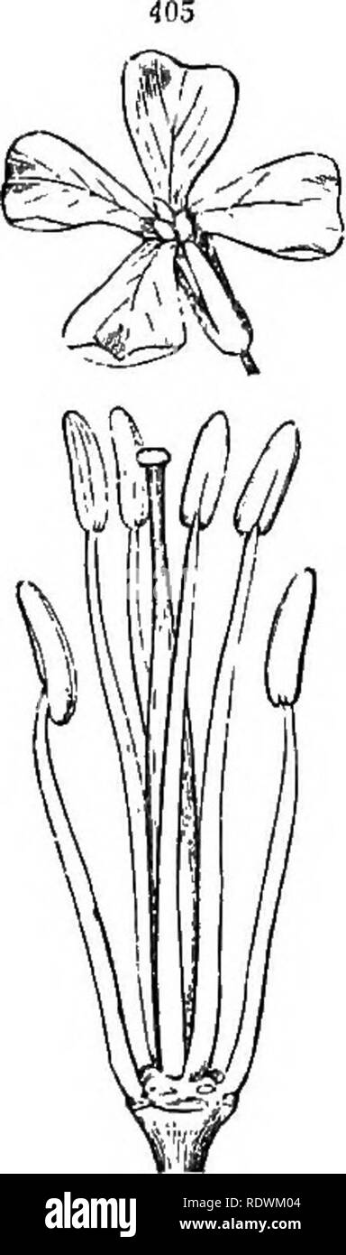 . Einführung in die strukturelle und systematische Botanik, und pflanzlichen Physiologie. Botanik. Unterdrückung oder den Abbruch von Teilen. 257 Erstattungspflicht in die Ausläufer des oberen Kelchblatt; die beiden seitlichen, mit einer kleinen aber breite Klinge auf einen Hebel angehoben - wie Claw; und der Ort wliich die Fünfte und Unteres Blütenblatt sollte belegen (in der Gi-Ound plan, Abb. 400, Kurzer gepunktete hne) leer ist, dieses Blütenblatt, sup-gedrückt, damit die Blüte unsymmetrisch. In Eisenhut, (Abb. 401, 402) Der Plan der Blüte ist das gleiche, aber die oberen - die meisten und größten der fünf unterschiedlichen Kelchblätter bildet einen Helm - s Stockfoto