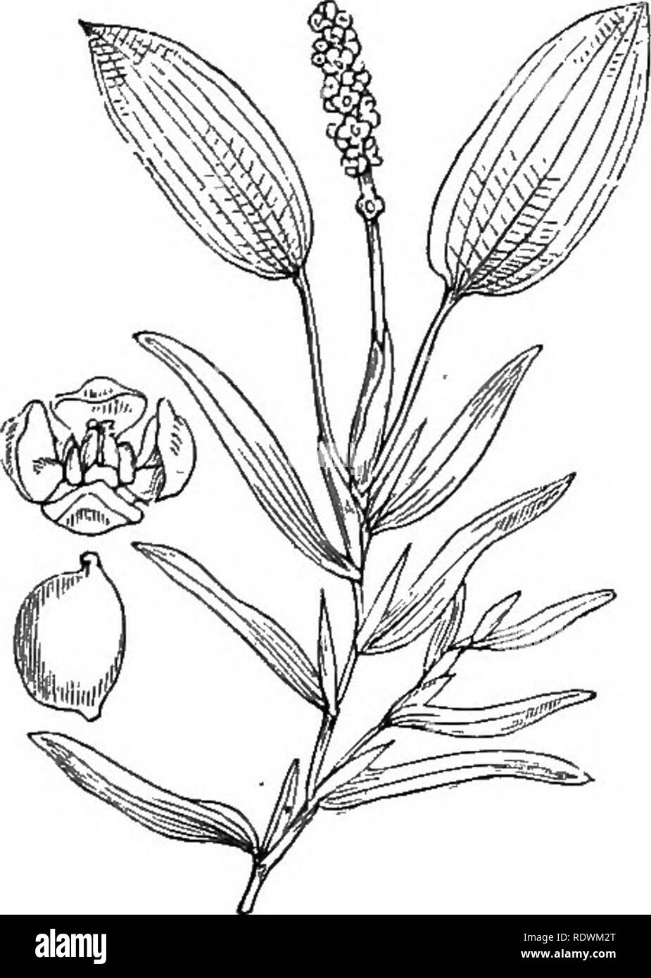 . Abbildungen der britischen Flora: Eine Reihe von holzstichen, mit Sezieren, britischer Pflanzen. Botanik; Botanik. 958, unter Natans, L.959. Unter heterophyllus, Schr. Breite Pondweed. S. gramineus, L. Vart 07 Ist-leaved Pondweed.. Bitte beachten Sie, dass diese Bilder sind von der gescannten Seite Bilder, die digital für die Lesbarkeit verbessert haben mögen - Färbung und Aussehen dieser Abbildungen können nicht perfekt dem Original ähneln. extrahiert. Fitch, W. H. (Walter Haube), 1817-1892; Smith, George Worthington, 1835-1917; Bentham, George, 1800-1884. Handbuch der britischen Flor Stockfoto