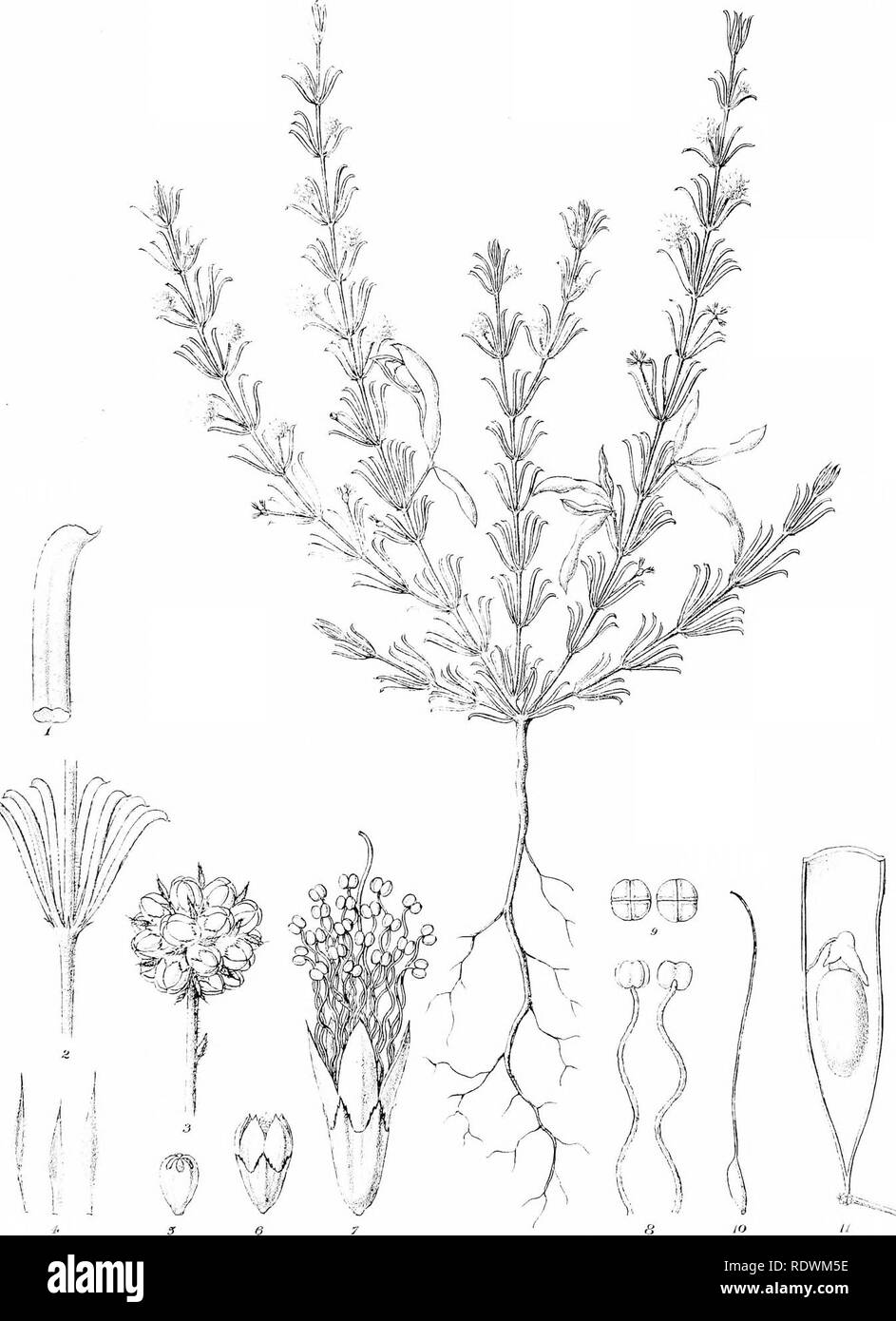 . Ikonographie der australische Arten von Akazienholz und artverwandter Gattungen. Acacia; Botanik. iCV I LibnincT^^^R ss-Graff.. rleLC Tioedel. iCÂ° Lith, FvM. dircAil Slenni L ifto. G".". Drucken von n'? eMelb. AcgiKsm BuTuceii ^H Bentham.. Bitte beachten Sie, dass diese Bilder sind von der gescannten Seite Bilder, die digital für die Lesbarkeit verbessert haben mögen - Färbung und Aussehen dieser Abbildungen können nicht perfekt dem Original ähneln. extrahiert. Müller, Ferdinand von, 1825-1896. Melbourne, J. Ferres, Govt. Drucker Stockfoto