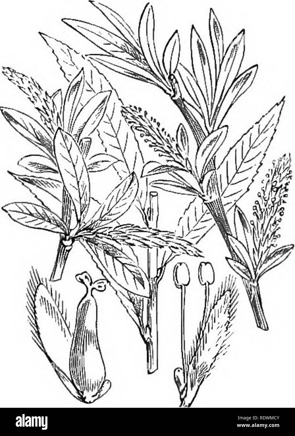 . Abbildungen der britischen Flora: Eine Reihe von holzstichen, mit Sezieren, britischer Pflanzen. Botanik; Botanik. 918. Salix pentandra, L. Bay Willow. 919. Salix fragilis, L. Crack Willow.. 920. Salix alba, L. White Willow. Bitte beachten Sie, dass diese Bilder sind von der gescannten Seite Bilder, die digital für die Lesbarkeit verbessert haben mögen - Färbung und Aussehen dieser Abbildungen können nicht perfekt dem Original ähneln. extrahiert. Fitch, W. H. (Walter Haube), 1817-1892; Smith, George Worthington, 1835-1917; Bentham, George, 1800-1884. Handbuch der britischen Flora. London, L. R Stockfoto