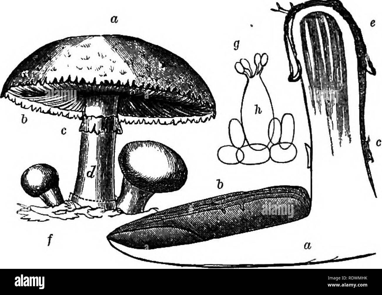 . Erste Formen der Vegetation. Botanik; Kryptogamen. 312 FISST FORMEN DER VEGETA-. Die Vegetation besteht aus. grau-weißen interlacing Filamente, bilden ein flockungsmittel Net - wie Gewebe, und durchdringend und ramifying durch die verwesenden Stoffe, auf die der Pilz wächst. Diese Elementarfilamente werden der lang gestreckten farblose Zellen gebildet. Sie sind unter der Erde entwickelt, und in anderen Pflanzen würden Wurzeln aufgerufen werden. Dieser Teil des Pilzes ist von den Botanikern Myzelium bezeichnet, und ist unter dem Namen. Abb. 29.- Teile des Pilzes {Agariats^ ocerus). {A) Hut oder Kappe. [L) Hymenium oder Kiemen, (c) Annulus. (D) Stipe oder Stiel. (E) Volva. Stockfoto