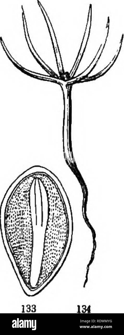. Einführung in die strukturelle und systematische Botanik, und pflanzlichen Physiologie. Botanik. Das BOOT. 79 hat nur ein keimblatt oder wahren Samen - Blatt (Abb. 128, &Amp; c.); die anderen Blätter, sofern vorhanden sind appai-ent, werden durch das Keimblatt eingeschlossen und werden - lange Die plumule; und der Embryo mit einem keimblatt ist ac-cordingly Einkeimblättrige bezeichnet. Der Unterschied in der tliis Achtung fällt mit auffallende Unterschiede in der Struktur der Stängel, Blätter und Blüten, und legt die Grundlage für die Aufteilung der Blüte oder Phasnogamous Pflanzen (114) in zwei große Klassen. 129. In ein paar Pflanzen, wie zum Beispiel Kiefern, t Stockfoto