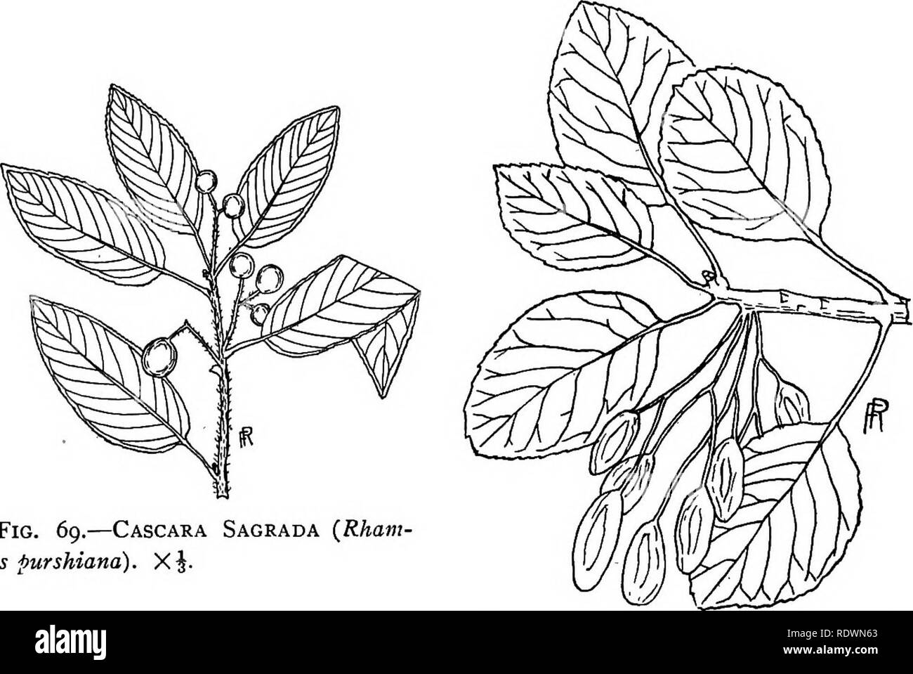 . Wilde Blumen und Bäume in Colorado. Botanik. 74 wilde Blumen und Bäume der Gattung COLORADO 18. RHUS, Sumac dieser Gattung in Colorado von Rhus rydbergii, die westlichen Poison Ivy und Rhus trilobata, die gemeinsame "Skunk Bush, "zusätzlich zu den folgenden Arten. ia vertreten ist. In der Regel ein Strauch, aber oft Baum - wie bei Canyon Münder in reichen, gut bewässerten Boden. Blätter Compound, der zahlreichen Broschüren hingewiesen; drehen bis rot oder dunkelrot im Herbst. Rhus glabra Linn. " Sumach " Gattung 19. RHAMNUS, Sanddorn ia. Baum des Western Colorado und westwärts; elliptische Blätter, kleinen grünlichen Blüten; b Stockfoto . Wilde Blumen und Bäume in Colorado. Botanik. 74 wilde Blumen und Bäume der Gattung COLORADO 18. RHUS, Sumac dieser Gattung in Colorado von Rhus rydbergii, die westlichen Poison Ivy und Rhus trilobata, die gemeinsame "Skunk Bush, "zusätzlich zu den folgenden Arten. ia vertreten ist. In der Regel ein Strauch, aber oft Baum - wie bei Canyon Münder in reichen, gut bewässerten Boden. Blätter Compound, der zahlreichen Broschüren hingewiesen; drehen bis rot oder dunkelrot im Herbst. Rhus glabra Linn. " Sumach " Gattung 19. RHAMNUS, Sanddorn ia. Baum des Western Colorado und westwärts; elliptische Blätter, kleinen grünlichen Blüten; b Stockfoto