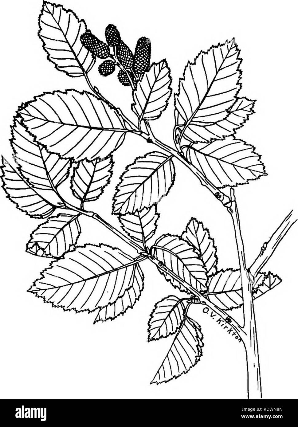 . Wilde Blumen und Bäume in Colorado. Botanik. Wald Formationen und Wald Bäume 65. Abb. 52. - Erle (Almts tenuifoRa). Xi Gattung 10. QUERCUS, Eiche elf Arten der Eiche werden durch Rydberg in Colo-rado aufgezeichnet. Sie sind in der vorberg Bezirke zu moderaten Höhen gefunden, vor allem in den südlichen und westlichen Teilen des Staates. Im Folgenden sind die nur Bäume. 1a. Blätter bei Fälligkeit samtig unter. lb. Blätter bei Fälligkeit glatt oder downy aber nie samtig unter 2a. Reife Blätter sehr dünn. 2b. Reife Blätter fest. Quercus utahensis (DC.) Rydb. "Utah Eiche "Quercus leptophyl Stockfoto