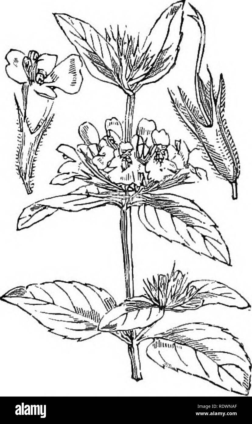 . Abbildungen der britischen Flora: Eine Reihe von holzstichen, mit Sezieren, britischer Pflanzen. Botanik; Botanik. 790. Acinos, Claiv Calamintlia. 791. Calaraintha officinalis, ilcen. Clinopodium Ac, O.K. : SatureiaAc, Sch. C. Montana, Lam. ; Clinopodium Cala - mintha, O.K. ; SatureiaCa., Sch. Calamhit; P, Feld Calaini/Ii, Basilikum - Tiiyinc; F.. 792. Calamintlia Clinopodium, Benth. Clinopodium vulgare, L. Hcilgc Cnlnitiiiii,] Vilil Basilikum; F.. Bitte beachten Sie, dass diese Bilder aus gescannten Seite Bilder, die digital für die Lesbarkeit verbessert haben mögen - Färbung und Erscheinungsbild extrahiert werden Stockfoto