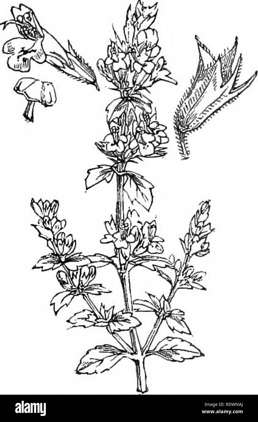 . Abbildungen der britischen Flora: Eine Reihe von holzstichen, mit Sezieren, britischer Pflanzen. Botanik; Botanik. 790. Acinos, Claiv Calamintlia. 791. Calaraintha officinalis, ilcen. Clinopodium Ac, O.K. : SatureiaAc, Sch. C. Montana, Lam. ; Clinopodium Cala - mintha, O.K. ; SatureiaCa., Sch. Calamhit; P, Feld Calaini/Ii, Basilikum - Tiiyinc; F.. Bitte beachten Sie, dass diese Bilder sind von der gescannten Seite Bilder, die digital für die Lesbarkeit verbessert haben mögen - Färbung und Aussehen dieser Abbildungen können nicht perfekt dem Original ähneln. extrahiert. Fitch, W. H. (Walter Haube), Stockfoto
