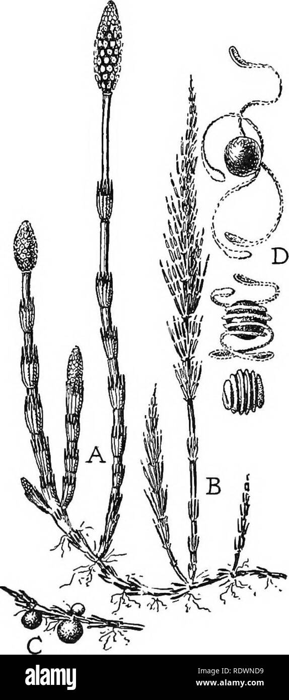 . Wissenschaft des pflanzlichen Lebens, ein High School botany Behandlung der Anlage und ihrer Beziehung zur Umwelt. Botanik. 286 Wissenschaft des pflanzlichen Lebens säulenform Pflanzen mit Skala Blätter und Spore - die Lagerinnenringe an den Enden der aufrechten Ästen. Diese sind die reihnants einer Gruppe, die einen großen Teil der Vegetation während der Steinkohlenzeit entstanden. Viele der Arten sind immergrün. Die equisetums sind zum größten Teil stream-Marge und Sumpfpflanzen und, wie erwartet werden könnte, die Stängel sind mit Hohlräumen erweitert. In einigen Arten die Stiele de-Velop an jedem Knoten blütenblattquirle schlanke Filiale Stockfoto