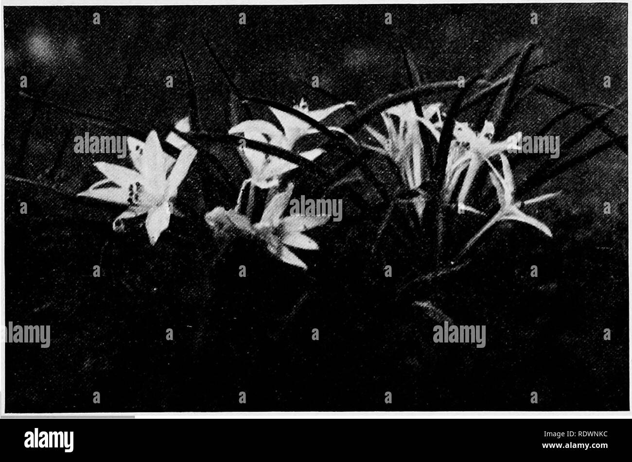 . Wilde Blumen und Bäume in Colorado. Botanik. COLORADO wilden Blumen 3, und erstreckt sich von der geringeren Höhen zu den höchsten Punkten, sind wie folgt: Ich. Ebenen Zone - baumlos, außer entlang von Bächen, trocken im Sommer, sondern mit einer Fülle von schönen Blumen in den feuchten Monaten des Frühlings. 2. Vorberg Zone - zerstreute Bäume; rock Kiefern, pinyons, Eichen, etc. Die blühenden Kräuter sind zahlreich und bleiben in der Blüte länger als die der Ebenen. Das Klima ähnelt der in Iowa und Northern Illinois aber trockener ist.. Abb. 2.- Eine Gruppe oder Sand Lilien Montane Zone - vor allem Wälder der lodgepole Pine oder, Stockfoto