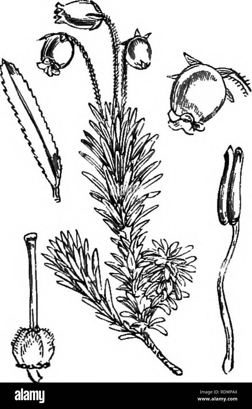 . Abbildungen der britischen Flora: Eine Reihe von holzstichen, mit Sezieren, britischer Pflanzen. Botanik; Botanik. 634. Loiseleuria procumbens, Sp. 635. Menziesia polifolia, Sm. Azalea pr., L. Dabeocia Po., Don., Cantabrica, R.&amp; B.; Loiseleuria; R. Boretta Ca., O.K. St. Dabeoc Heath; PI;.. 636. Menziesia casrulea, Sm. Phyllodoce taxifolia, Sal., cserulea, Bab. , Bryanthus ta., A. Gr., Cae., Dip. Bine M.. Bitte beachten Sie, dass diese Bilder aus gescannten Seite Bilder, die digital für die Lesbarkeit verbessert haben mögen - Färbung und Aussehen dieser Abbildungen extrahiert werden kann Stockfoto