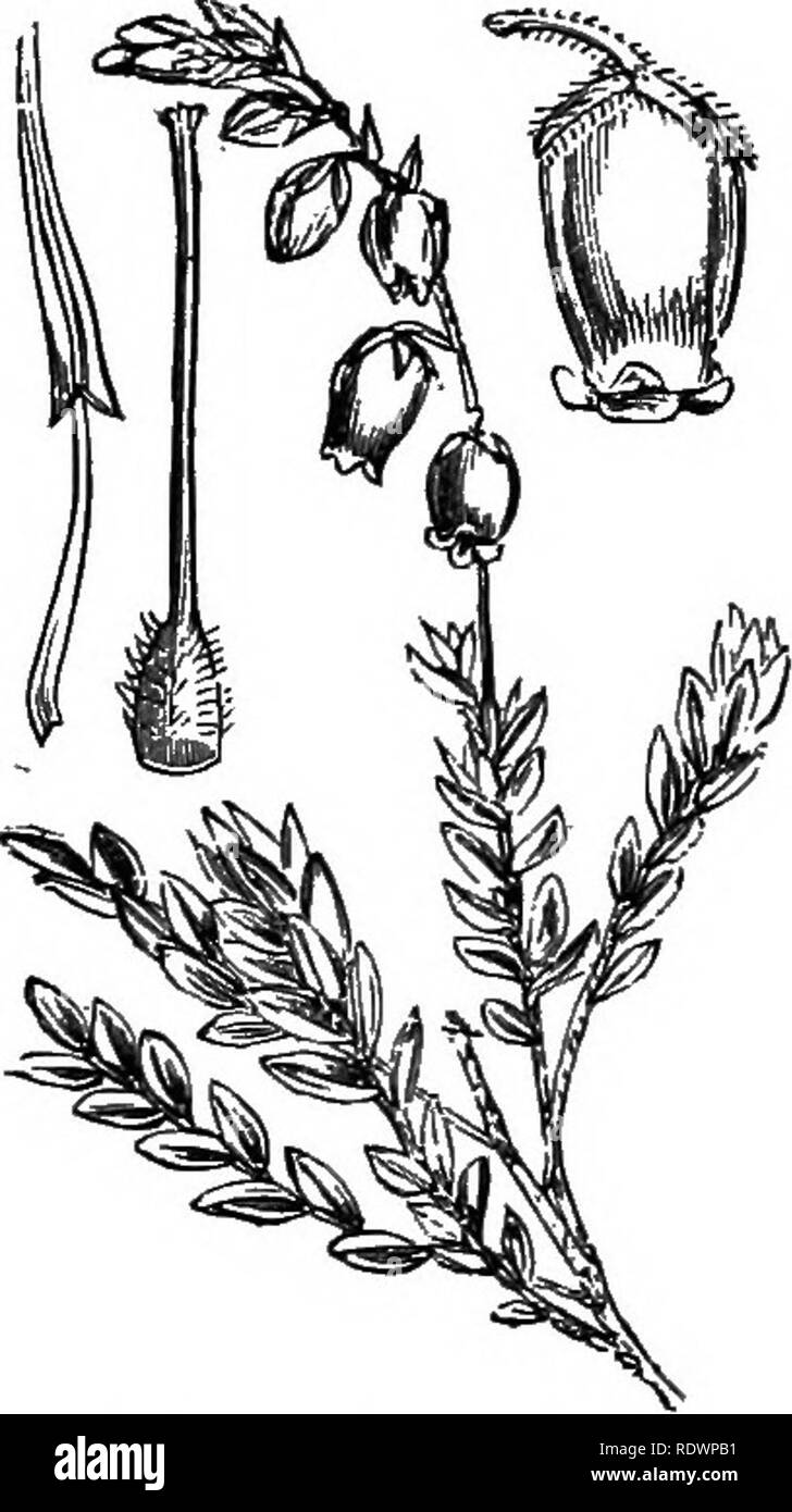. Abbildungen der britischen Flora: Eine Reihe von holzstichen, mit Sezieren, britischer Pflanzen. Botanik; Botanik. 634. Loiseleuria procumbens, Sp. 635. Menziesia polifolia, Sm. Azalea pr., L. Dabeocia Po., Don., Cantabrica, R.&amp; B.; Loiseleuria; R. Boretta Ca., O.K. St. Dabeoc Heath; PI;.. Bitte beachten Sie, dass diese Bilder sind von der gescannten Seite Bilder, die digital für die Lesbarkeit verbessert haben mögen - Färbung und Aussehen dieser Abbildungen können nicht perfekt dem Original ähneln. extrahiert. Fitch, W. H. (Walter Haube), 1817-1892; Smith, George Worthington, 1835-19 Stockfoto