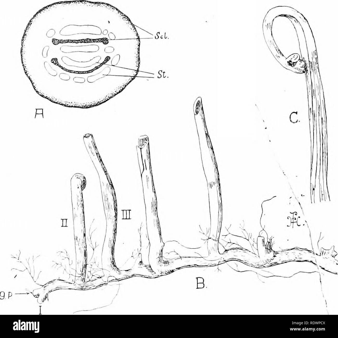 Eine Einfhrung in die Struktur und die Fortpflanzung von Pflanzen. Anlage  Anatomie; Pflanzen. 290 RHIZOM [z. B. Bracken). In der schleichenden  Formen, t | hinterlsst er in der Regel in einer