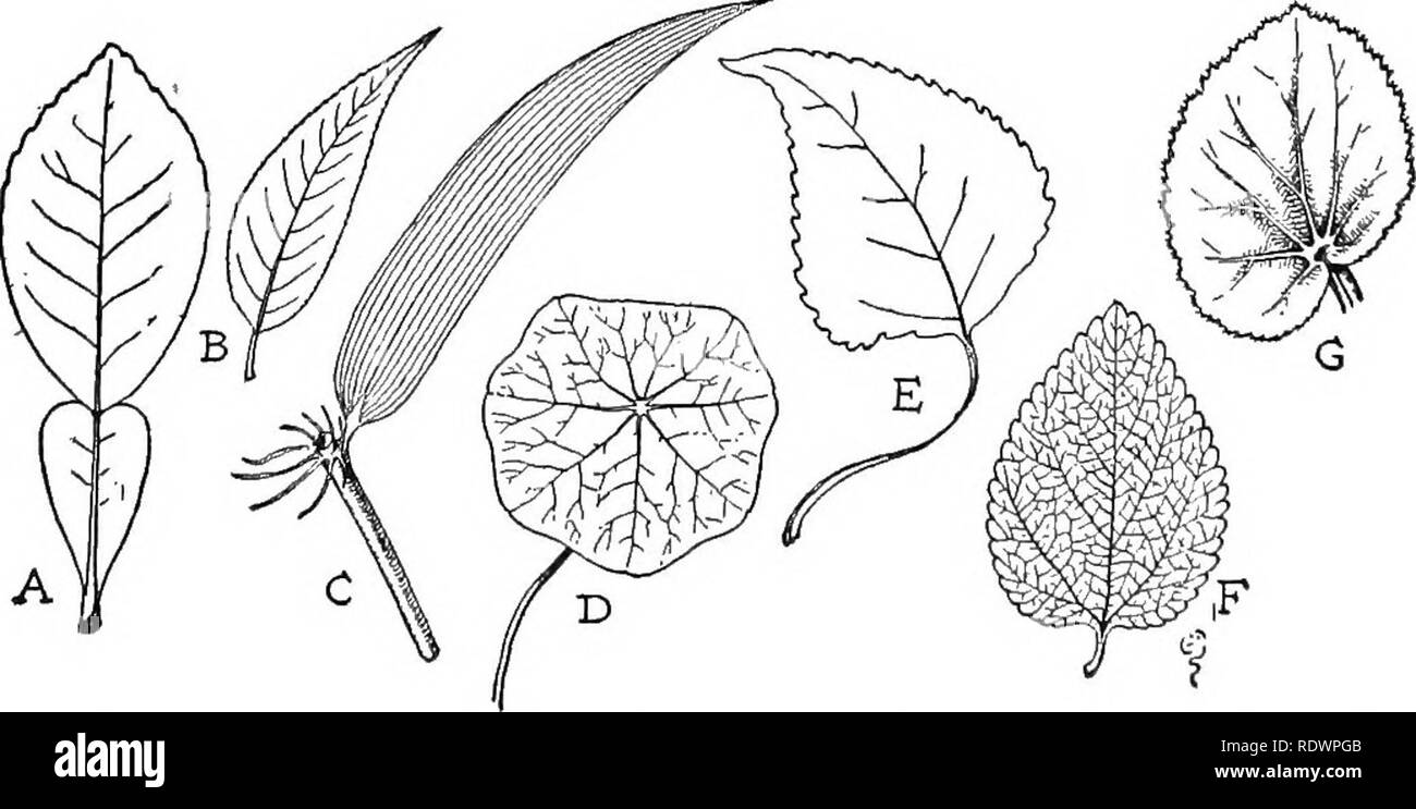 . Wissenschaft des pflanzlichen Lebens, ein High School botany Behandlung der Anlage und ihrer Beziehung zur Umwelt. Botanik. Abb. 7. Blatt Vinca, die die Teile der Klinge. Abb. 8. Blätter, die Vielfalt der Formen und äderung: A, orange; B, Pfirsich; C, Bambus; D, Kapuzinerkresse, Pappel; E; F; G, Lantana, Begonia.. Bitte beachten Sie, dass diese Bilder sind von der gescannten Seite Bilder, die digital für die Lesbarkeit verbessert haben mögen - Färbung und Aussehen dieser Abbildungen können nicht perfekt dem Original ähneln. extrahiert. Transeau, Edgar Nelson, 1875-1960. Yonkers-on-Hudson, N.Y., World Book C Stockfoto