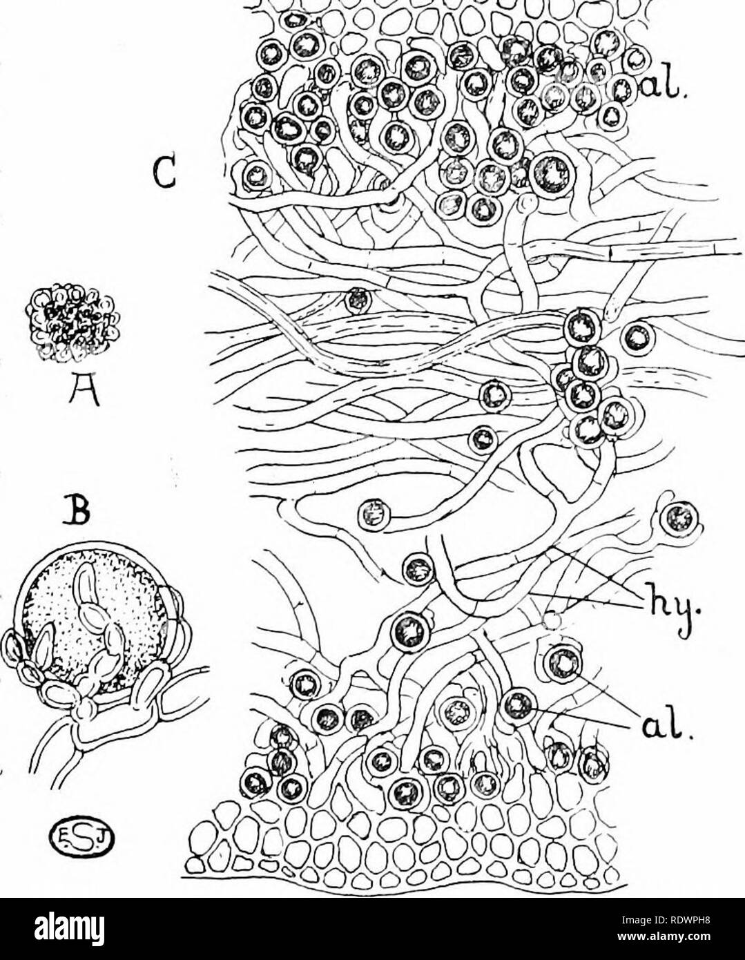 . Eine Einführung in die Struktur und die Fortpflanzung von Pflanzen. Anlage Anatomie; Pflanzen. 26 o Flechten^-g^^^^^^^^^^^^^^^^^^ dmsj in der thallus [z.b. verstreut Collema) oder in bestimmten Zonen (z. B. XantJwria parietina, Abb. 142, C). Die Assoziation zwischen Alge und Pilz ist durch die so genannte "grüne Zellen" in mehreren Wassertiere gefunden [z.b. Süßwasser Schwämme, Hydra viridis); diese sind wegen der Uni-zellulären Algse (Arten der Chlor-alkali-ella, etc.), und in allen diesen Fällen die Partnerschaft zwischen Pflanze und Tier erscheint der gegenseitigen Nutzen zu sein. In diesem Zusammenhang kann es sein Stockfoto