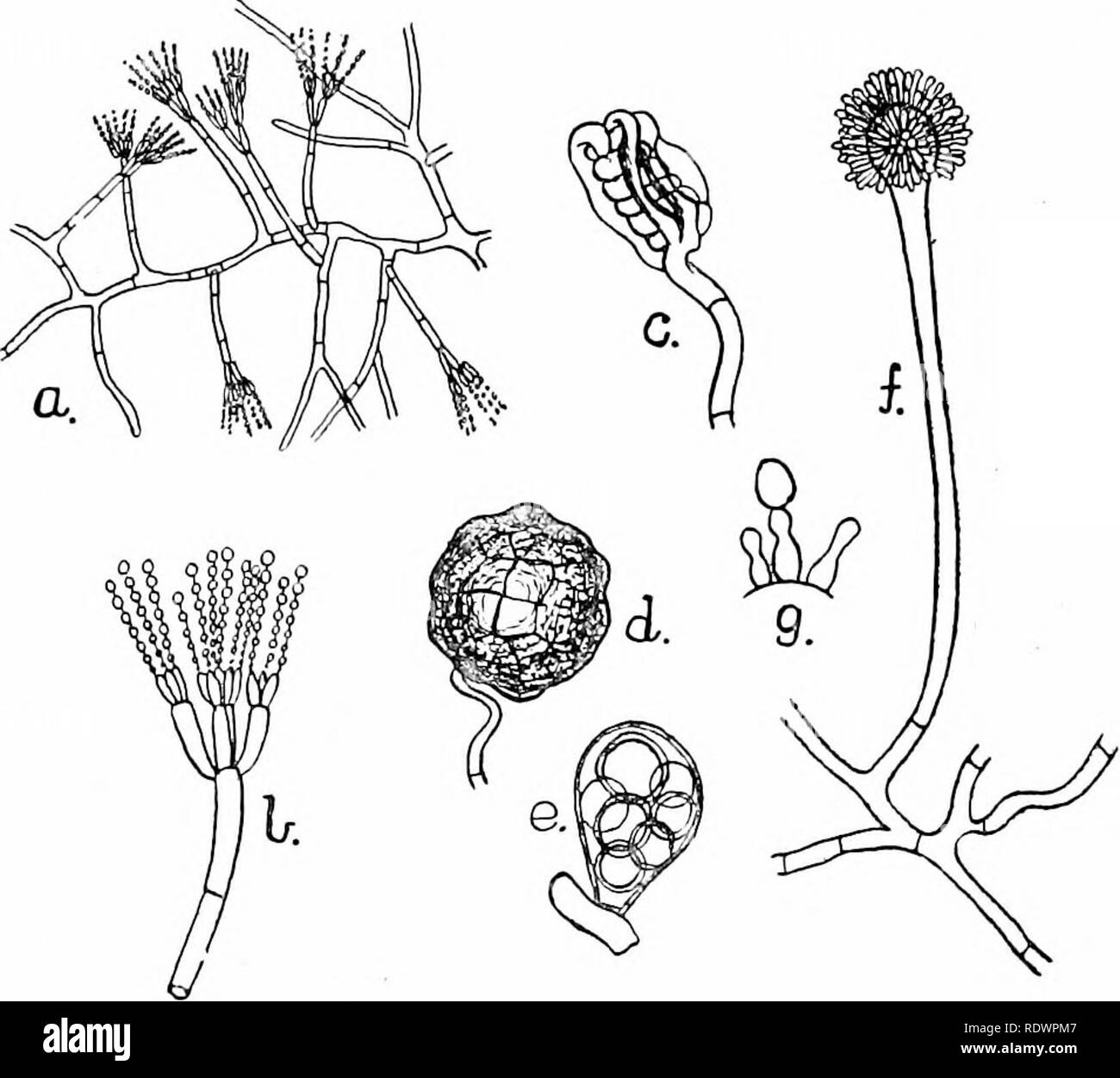 . Eine Einführung in die Struktur und die Fortpflanzung von Pflanzen. Anlage Anatomie; Pflanzen. Mehltau (erysiphace^) 243 ist wieder relativ häufig. Das Myzel in diesen Parasiten entwickelt extern, auf der Oberfläche der Blätter (Abb. 130, b) die haustoria allein Eindringen in die Zellen der Epidermis. Die Verschimmelten Aussehen ist in der Regel aufgrund der umfangreichen Produktion von Ketten von gonidia von den Enden der Unverzweigten aufrecht Hyphen (Abb. 130, c) wie Ketten, sehr auffällig in der Schimmel. Abb. 129,- a-b, Penicillium. Ein kleiner Teil der Myzel mit gonidio - phores; b, einer der letzteren erweiterten, c-g, E Stockfoto
