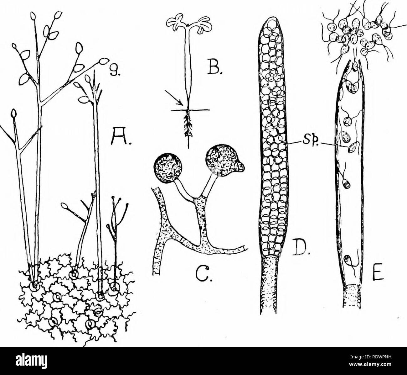Mesophyten Sind Lebenswichtige Pflanzen Sekundarbildung