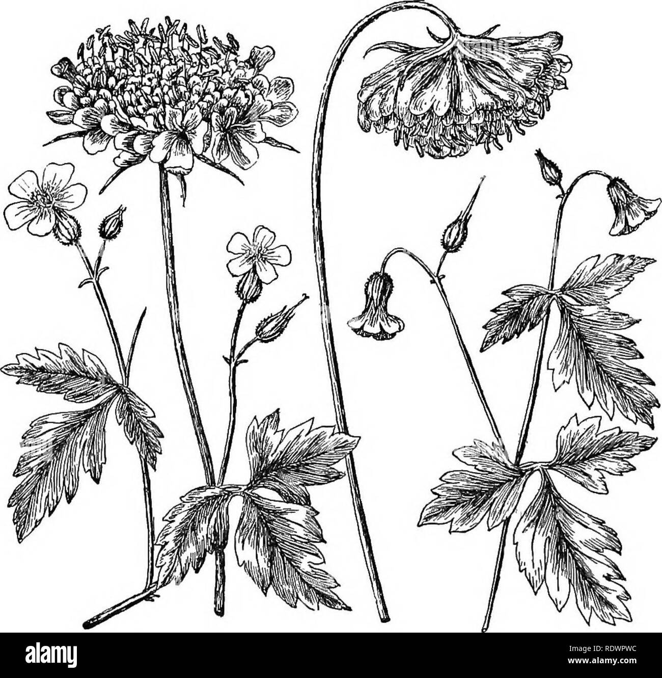 . Elemente der Botanik. Botanik; Botanik. 176 ELEMENTE DER BOTANT. Regen. Manchmal ist die Blüte botii ändert seine Stellung und schließt, wie es der Fall ist, mit dem Kraut Robert und die Sweet scabious, Abb. 158. Die Anpassungen der Blüten ihren Pollen von Benetzt werden zu schützen können am besten heraus gebildet werden, indem die Prüfung der gleichen Blüte im Sonnenschein und bei. 1 II III IV Abb. 158. - Schutz der Pollen von Feuchtigkeit. Ich, Robert lierb bei sonnigem Wetter; II, Sweet scabious bei sonnigem Wetter; III, Sweet scabious bei Regen; IV, herb Robert bei Regen. 213. Detaillierte Studie über Blumen. - Jetzt, da der Student Stockfoto