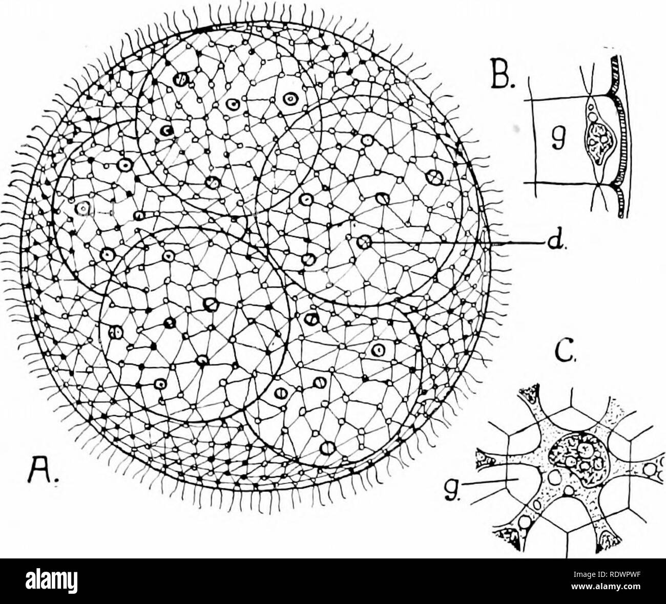 . Eine Einführung in die Struktur und die Fortpflanzung von Pflanzen. Anlage Anatomie; Pflanzen. Kolonien (EUDORINA, VOLVOX) 1S9, und oft leicht zu erkennen, wo sie sich für Letzteres (Abb. durchqueren. 99, A). Durch die gemeinsame Tätigkeit der Zilien von allen Personen, die ganze Kolonie bewegt sich schnell durch das Wasser, zeigen eine gleichzeitige Rotation auf seine Achse. Die Reproduktion ist in der Regel durch die Unterteilung der einzelnen miteinander verbundenen Zellen betroffen, da viele kleine Tochter - Kolonien (Abb. zu bilden. 99, B), die später durch den Abbau der Verschleimung - Investitionen des übergeordneten befreit sind. Oc Stockfoto