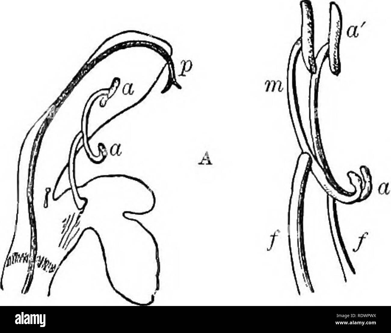. Elemente der Botanik. Botanik; Botanik. 172 ELEMENTE OP BOTANIK. Biene, die betreten werden darf. Eine kleine Studie von 3?" ig. 156 wird deutlich machen, auf welche Weise die Antheren spezifiziert sind, so dass eine Biene auf die leeren oder unfruchtbar Anthere - Lappen ein klopft an die Pollen. Bitte beachten Sie, dass diese Bilder sind von der gescannten Seite Bilder, die digital für die Lesbarkeit verbessert haben mögen - Färbung und Aussehen dieser Abbildungen können nicht perfekt dem Original ähneln. extrahiert. Bergen, Joseph Y. (Joseph Jung), 1851-1917. Boston, Ginn Stockfoto