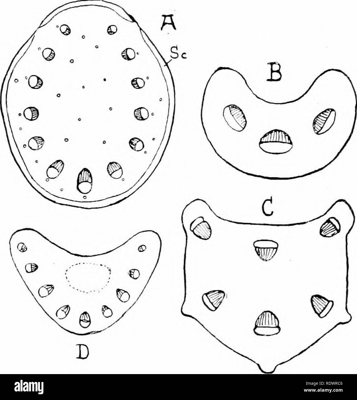 . Eine Einführung in die Struktur und die Fortpflanzung von Pflanzen. Anlage Anatomie; Pflanzen. Gefäßsystem von Blatt 11^, Blätter [z. B. Holly), die auf der Pflanze für mehr als ein Jahr bleiben. In den immer feiner Verästelungen der Blutgefäße eine schrittweise Vereinfachung in der Struktur erkennbar ist. Die Differenzierung der Phloem weniger eindeutig wird, wird seine erfolgt durch eine mehr oder weniger einheitliche Gewebe von dünnwandigen längliche Zellen, während die ultimative Kündigungen der Bündel es oft völlig verschwindet. Simi - insbesondere das Xylem - Schiffe nach und nach geben zu re Stockfoto