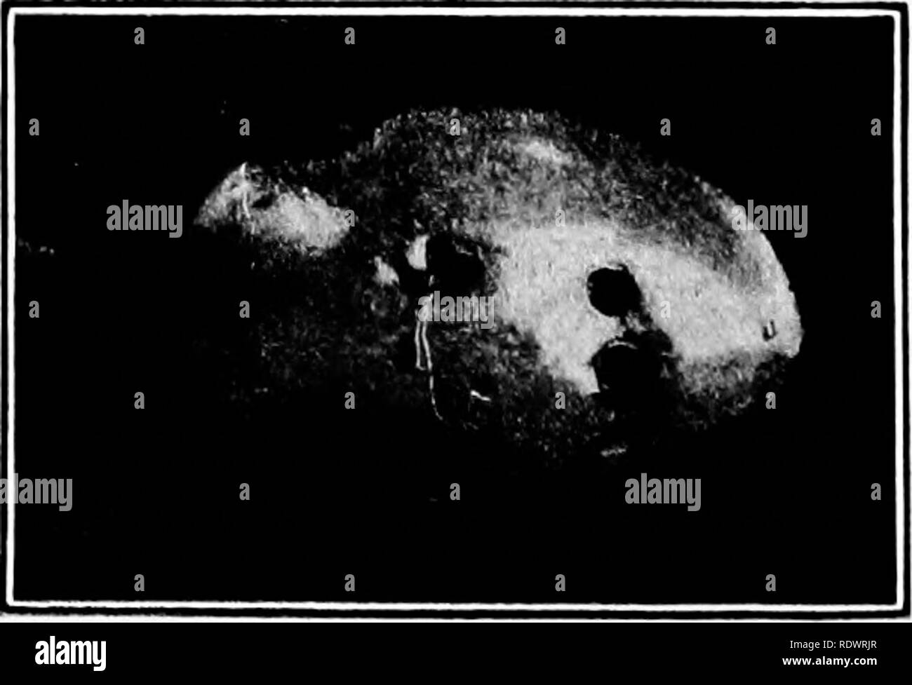 . Bauernhof Gartenbau, bereit, vor allem für diejenigen, die interessiert sind, sich entweder zu Hause oder im gewerblichen Gartenbau. Gemüseanbau, Obst - Kultur. Abb. 119.-Pflaume ouroulio auf einem jungen Pfirsich. (Quaintance, Landwirtschaftsministerium der Vereinigten Staaten). Abb. 120.- Pflaume, sichelförmige, Ei-legen. (Quaintance, Landwirtschaftsministerium der Vereinigten Staaten.) der Insekten Schutz geben über den Winter. Die Bäume sliould beschnitten werden, damit viel Licht in den Innenraum brandies zugeben.. Bitte beachten Sie, dass diese Bilder aus gescannten Seite Bilder, die digital für readabili gesteigert wurden extrahiert werden Stockfoto