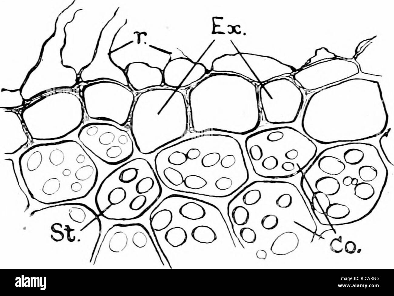 . Eine Einführung in die Struktur und die Fortpflanzung von Pflanzen. Anlage Anatomie; Pflanzen. PILIFEROUS LAYER UND EXODER.^ IIS 67 erscheinen als tubuläre unverzweigten Auswüchse mit unverblümt abgerundeten Spitzen. Der größere Teil der Wurzel - Haar ist Bj 'eine Große Vakuole kontinuierlich mit, dass der epidermalen Zellen belegt und gefüllt mit SAP. Es ist deshalb nur eine dünne Futter Schicht Zytoplasma, die am besten in der Nähe der Spitze, wo die einzelnen Kern meist eingebettet liegt. Unter dem verdorrten pihferous Schicht, in der ältere Teil der Wurzel, liegt der exodermis (Abb. 28, Ex.), eine Schicht von schützenden Zellen, die Ar Stockfoto