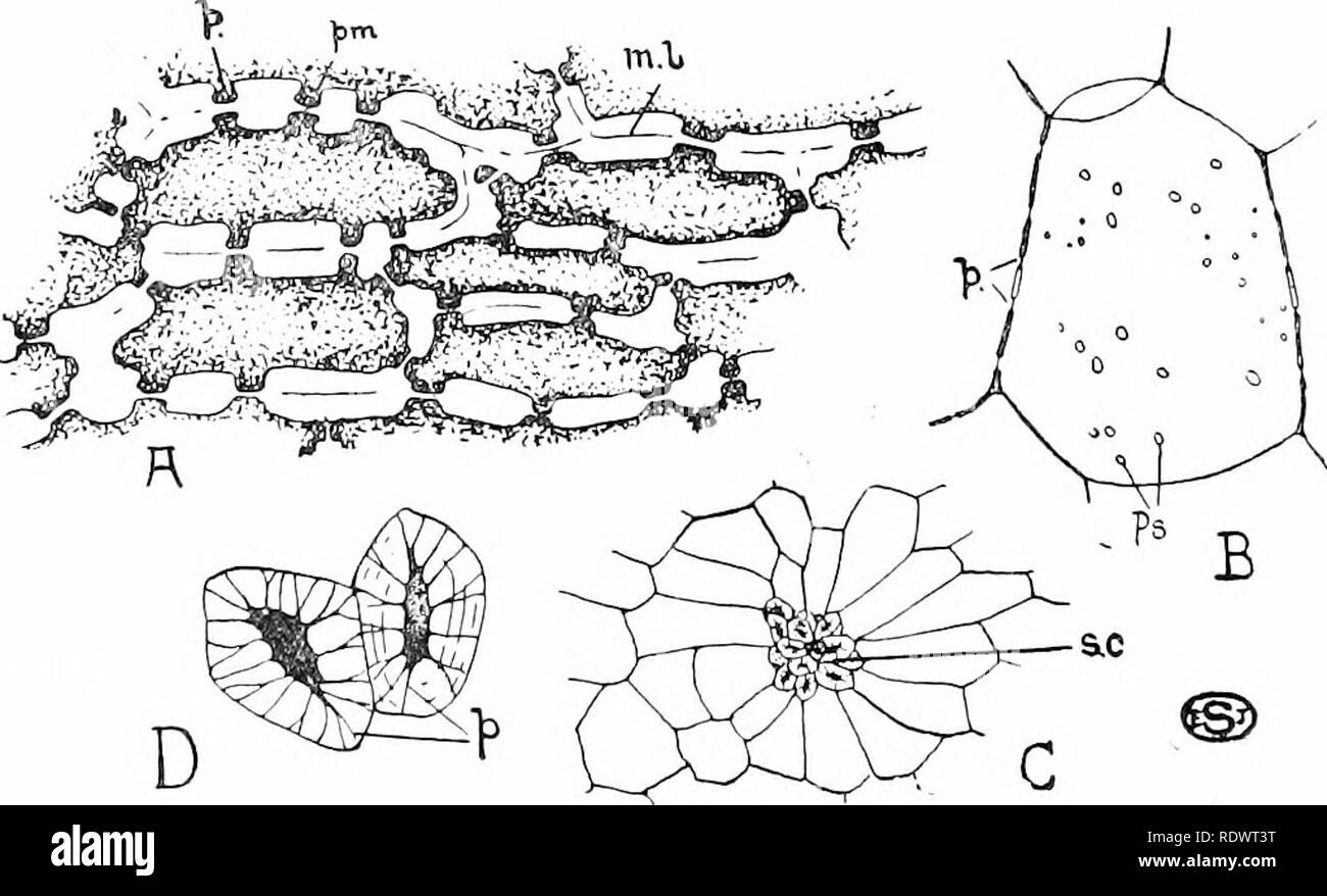 heterozygote Beispiele