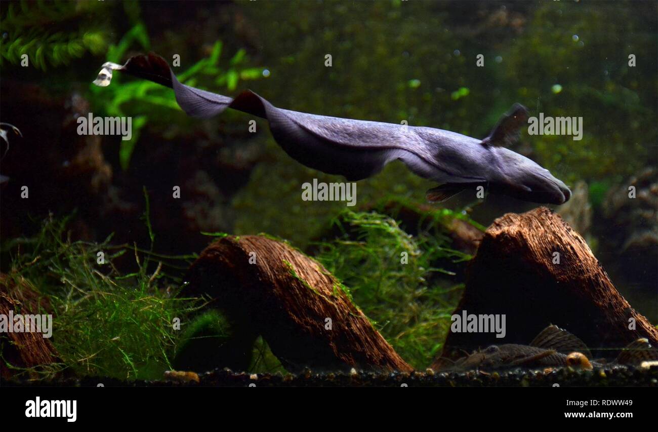Apteronotus albifrons Fotos und Bildmaterial in hoher Auflösung Alamy
