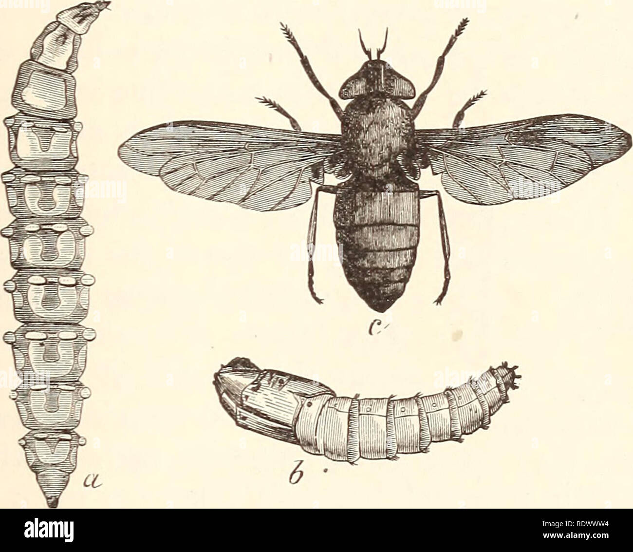 . Ökonomische Entomologie für den Landwirt... Das Insekt der Welt. 343 mit metallischen gelb oder braun. Das Weibchen hat nur der Blut saugende Gewohnheit, die Männchen Fütterung in der Regel auf Pollen, und wird daher nur selten bemerkt, außer für den Sammler. Die Larven sind länglich, etwas abgeflacht Kreaturen, einige leben in der Erde, im Wasser, und einige in Sümpfen, auf was immer sich ihnen in den Weg kommt Preying. In dieser Phase konnten sie vielleicht sein Bild. 392.. Horse-fly, Tabanus atratus. - a, a.r?L 3, Puppe; c, Erwachsener. gerechnet von Nutzen, haben Sie Orte, die durch schädigende Insekten besucht bewohnen. Stockfoto