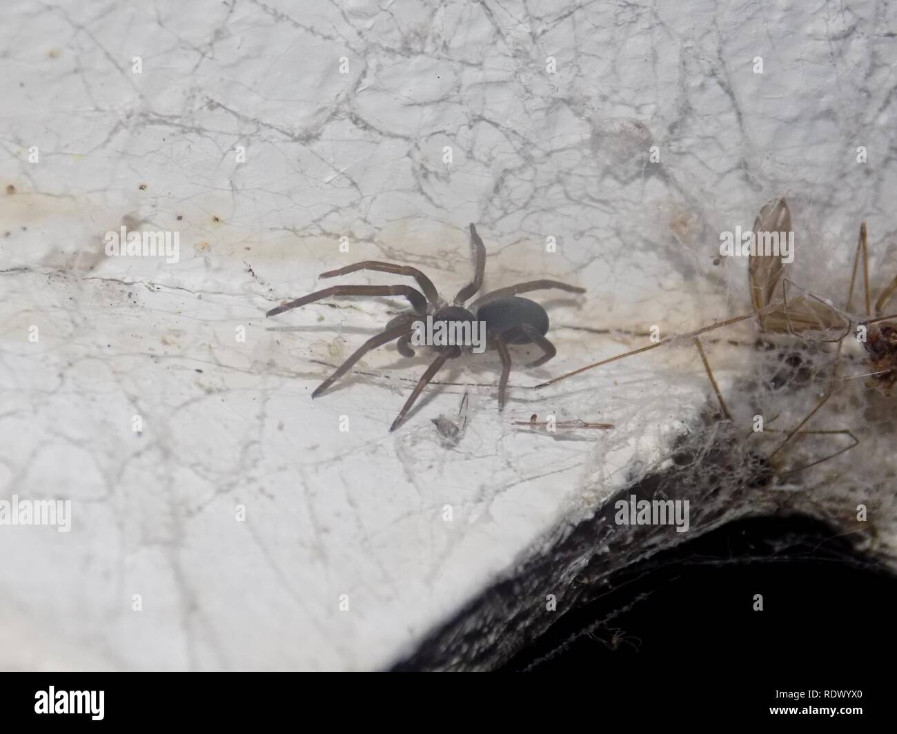 Araña en El Tigre. Stockfoto