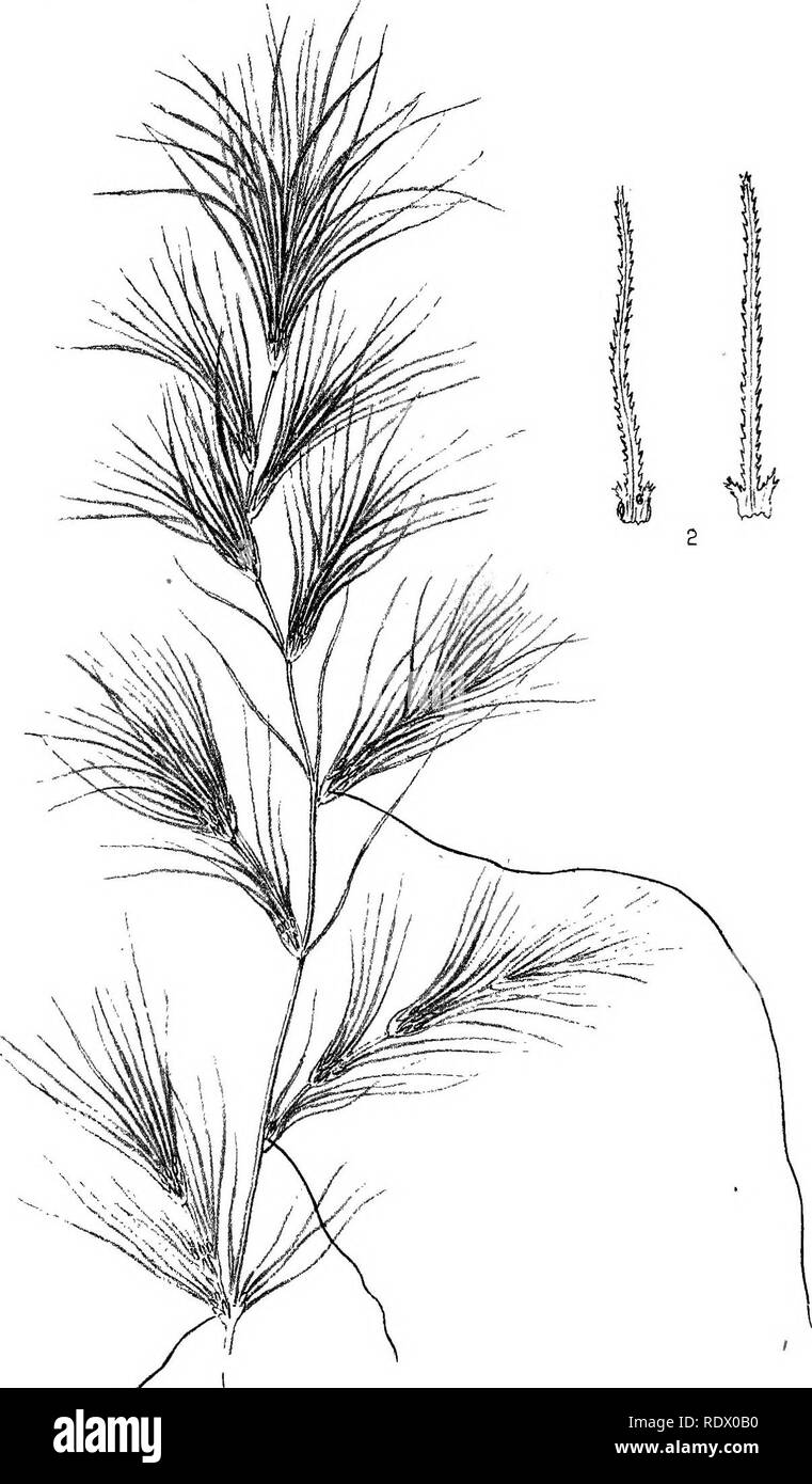 . "Über die Struktur, die das Auftreten in Lancashire, und die Quelle der Ursprung der Naias graminea, Del., div. Delilei, Magnus.". Botanik. Amtsblatt der Botanik. Registerkarte. 249.. A/a/als graminea, Del., div. Delilei, Magnus, von rötlich, in der Nähe von Manchester. JO VERANSCHAULICHEN f "APER DURCH JVIr. pHARLES J3 A1 LEY.. Bitte beachten Sie, dass diese Bilder sind von der gescannten Seite Bilder, die digital für die Lesbarkeit verbessert haben mögen - Färbung und Aussehen dieser Abbildungen können nicht perfekt dem Original ähneln. extrahiert. Bailey, Charles. [London? Stockfoto