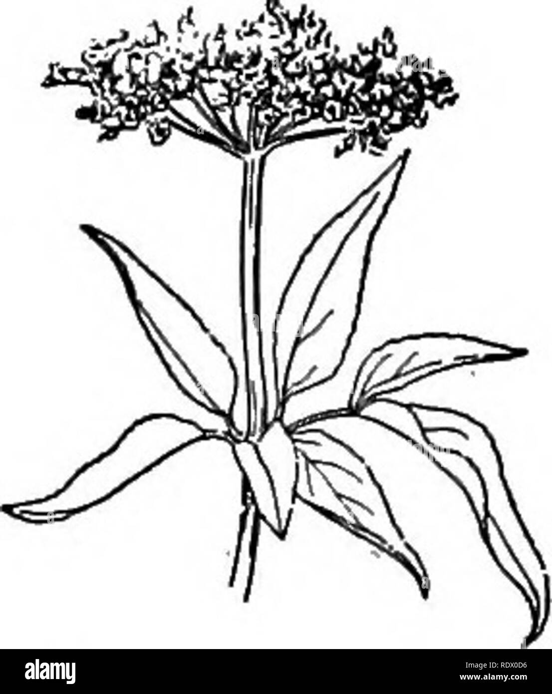 . Eine Feder Flora für Schulen. Botanik. UMBELLIFERAE (PETERSILIE) 99 CRYPTOTAENIA Mehrjährige, mit dünnen 3-foIiolate Blätter, keine Hülle, involucels von Minute bractlets oder keine; weiße Blüten; und linear-länglich, kahl Obst mit stumpfen Rippen. C. in Folkestone, Honewort. Anlage zu 9 dm. Hoch; Broschüren groß, eiförmig, spitz, doppelt gesägt, oft Gelappt; Dolden unregelmäßig und ungleich Paar geröntgt; Frucht oft gebogen. Holz. Juni, Juli. ZIZIA glatte Stauden, mit ternate Blätter, keine Hülle, bractlets involucels der Kleine, gelbe Blumen, eiförmig bis länglich, kahl Obst mit filifor Stockfoto