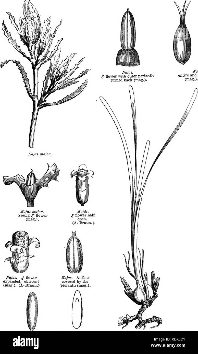 . Ein allgemeines System der Botanik, deskriptive und analytische. In zwei Teile. Teil I umreißt Der organography, Anatomie und Physiologie. Teil II. Die Beschreibungen und Abbildungen der Aufträge. Von Emm. Le Balmat [und] J. Decaisne. Mit 5500 Abbildungen von L. Steinheil und A. Riocreux. Von der ursprünglichen durch Frau Hooker übersetzt. Die Aufträge angeordnet, nachdem die Methode in der Universitäten und Schulen in Großbritannien, seine Kolonien, Amerika und Indien; mit Ergänzungen, einen Anhang auf die natürliche Methode, und eine Zusammenfassung der Bestellungen, die von J.D.Hooker. Botanik. 808 XXII. NAIADES.. Najas. Ich Blume witb Äußeren Stockfoto