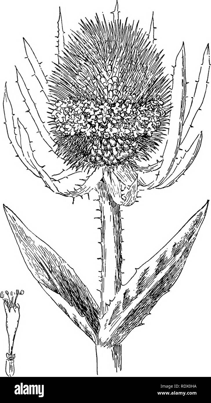 . Feld, Wald und am Wegesrand Blumen; mit Kapiteln über Gräser, Seggen, und Farne; Untechnischen Studien für ungelehrte Liebhaber der Natur. Blumen; Botanik. 324 Feld, Wald und am Wegesrand Blumen. Abb. 92. - Gemeinsame Wilde Karde {Dipsacus sylvtstris).. Bitte beachten Sie, dass diese Bilder sind von der gescannten Seite Bilder, die digital für die Lesbarkeit verbessert haben mögen - Färbung und Aussehen dieser Abbildungen können nicht perfekt dem Original ähneln. extrahiert. Gehen, Maud, 1859-1925. New York, der Bäcker und Taylor Company Stockfoto