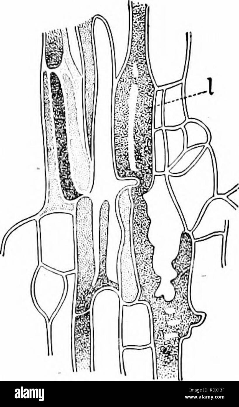 . Umrisse der Botanik für die High School Labor- und Klassenzimmer (auf Grey's Unterricht in der Botanik) auf Antrag der botanischen Abteilung der Harvard Universität vorbereitet. Botanik; Botanik. MINUTE ANATOMIE VON FLO, die Pflanzen 221. Lalex Rohre (/). - TSCHIRCH. (Abb. 372). Die Zelle Fusionen kann hauptsächlich in Querrichtung stattfinden, die den Anschein der Gelenkwelle Rohre, oder in alle Richtungen, so dass ein dichtes Netz- werk. In der Milkweeds und die euphorbien Den milchigen Saft{Latex} in längliche gehalten wird, Verzweigung, schlauchförmige Beutel mit Ursprung als einzelne Zellen in der emln "Yo, und wächst mit der g Stockfoto