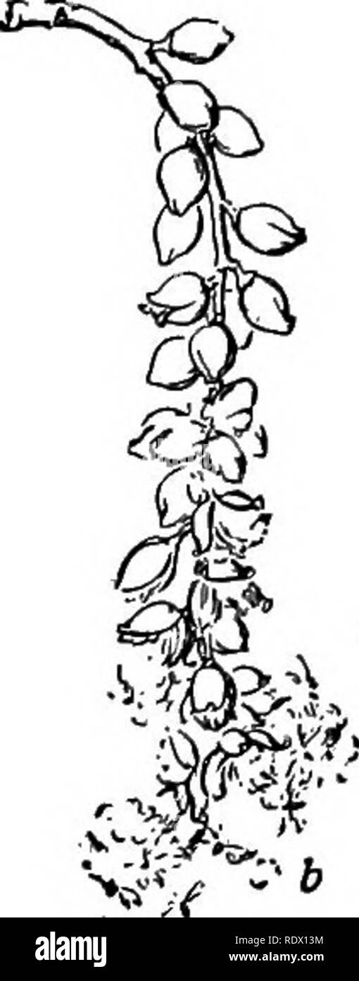 . Eine Feder Flora für Schulen. Botanik. 44 SALICACEAE FAMILIE (WILLOW) ers ergeben sich aus einer Schale-förmige Platte. Die Staubgefäße werden 8-30 oder mehr. P. tremuloides Aspen und Zittern. Ein Baum 6-20 m. hoch, mit glatten grünlich-weißen baric. Blätter rundlich-heart-shaped, mit einem kurzen scharfen Punkt und stnall etwas regelmäßiges Zähne. Blattstiele Lang und Schlank und seitlich abgeflacht. Waagen in 3-4 tiefen Teilung linear, gesäumt mit langen Haaren. Bud Skalen kahl, oder bloß Ciliate. In Dickichten und Lichtungen. S. grandidentata, Große - gezahnte Aspen. Baum häufig 20 m. hoch mit smoothish grauer Rinde. Verlassen Stockfoto