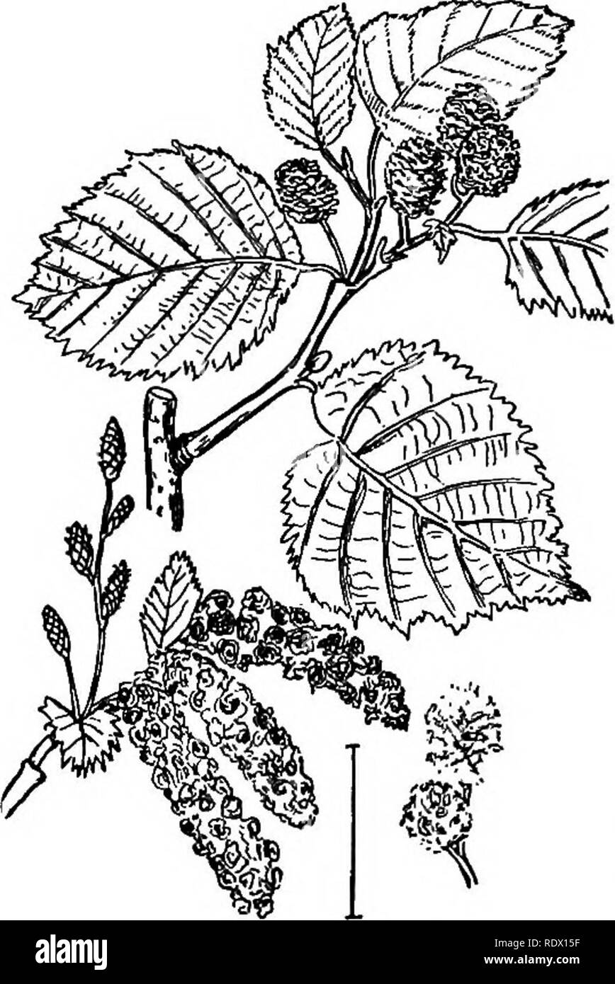 . Ziersträucher der Vereinigten Staaten (Hardy, kultiviert). Sträucher. 314 BESCHREIBUNGEN DER STRÄUCHER Arten filberts sind so selten in Anbau, dass keiner in diesem Buch erwähnt werden müssen außer Lila-leaved Haselnuß Corylus maxima purpurea -> - das ist für seine Tiefe violett-rote Blätter angebaut und nicht für Obst. Sauger.] Qu € Türsprechstellen. Die Eichen sind fast alle hohen Bäumen und die fev? Strauchigen Formen sind praktisch nie kultiviert und so wird dieses Buch der Ziersträucher braucht kein Platz für Sie. Die Acorn Frucht ist unverwechselbar und sepa-Preise Eichen von allen anderen Pflanzen. Bär oder Schwarz Sckub Oa Stockfoto