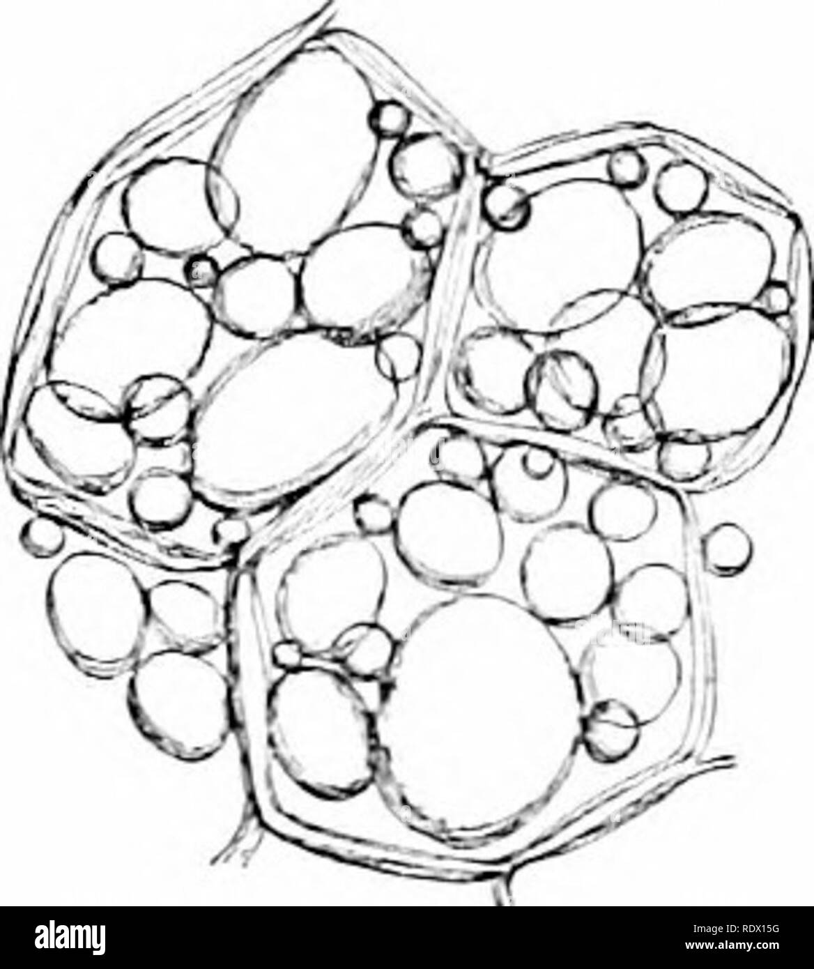 . Umrisse der Botanik für die High School Labor- und Klassenzimmer (auf Grey's Unterricht in der Botanik) auf Antrag der botanischen Abteilung der Harvard Universität vorbereitet. Botanik; Botanik. 216 MiyUTK Ay von ATOMY Eltl FLUW'. XG PFLANZEN vakuolen ist die Zelle sap. Es ist manchmal gefärbt. Tlie roten und gelben Farben der Gesundheit}' Blätter sind in der Regel durch farbige Zelle sap in einigen der Zellen, die Maskierung des grün Der cliloroph 3 dl-Granulat. Helle Farben von Obst und Blumen sind auch in der Regel durch farbige Zelle sap. Tlie Zelle sap kann Zucker in Storage enthalten, wie er es in der Wurzel des sug Stockfoto