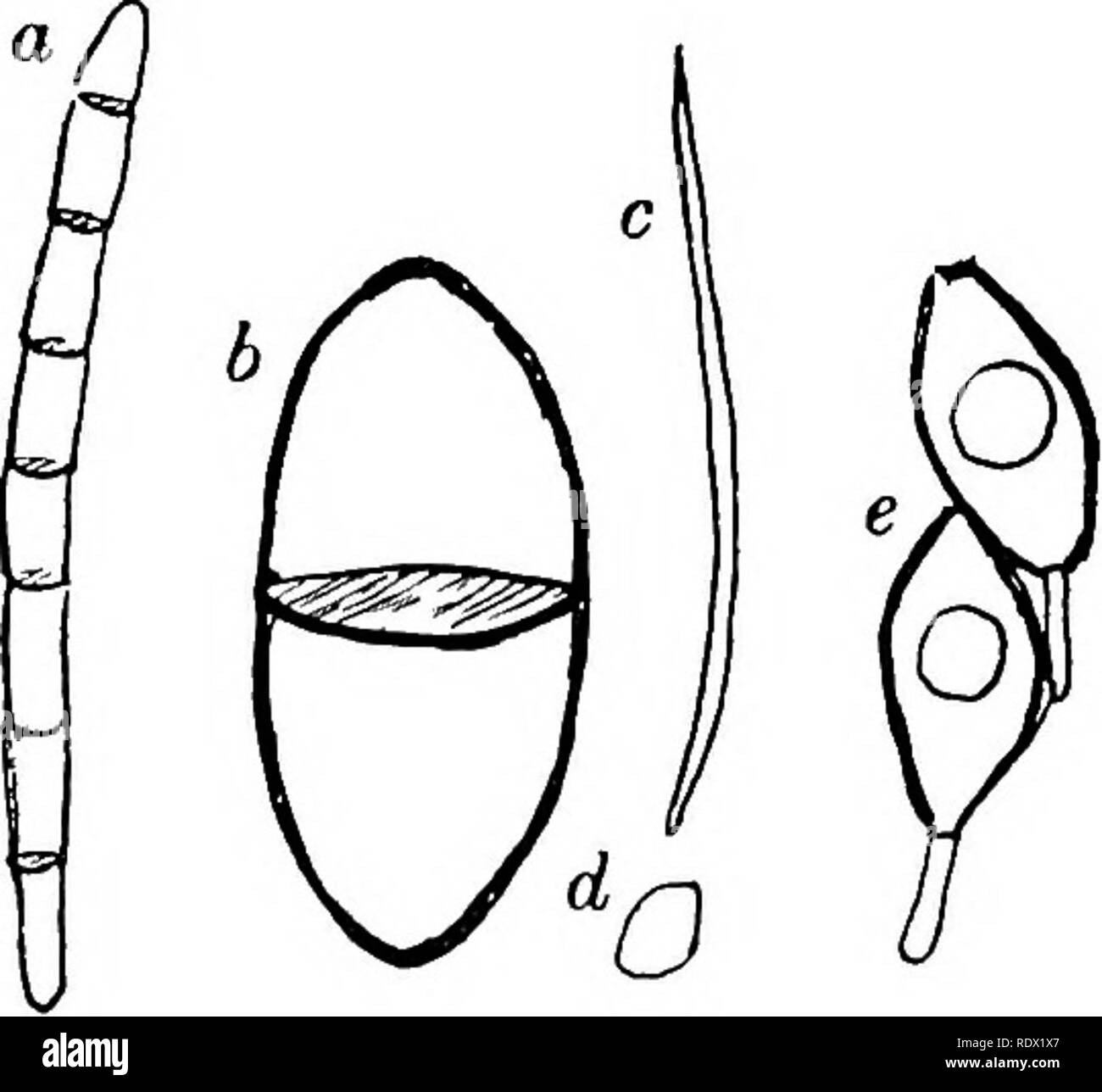 . Pilze, Ascomyceten, uredinales ustilaginales,. Pilze. Pleospora sp.; keimenden Sporen, x looo. base. Wenn mäßig Junge es enthält einen einzelnen Kern der drei karyokinetic Divisionen, die zu acht Tochterkerne (Abb. unterzogen wird. 3). Asci der kurzen, stout Typ sind voll von dichten Zyto- keimplasma; in der relativ zylindrische Formen die Enden sind in der Regel vacuolate, aber ein breites, granulare Riemen füllt den mittleren Bereich und enthält die Kerne. Die Sporen werden von freien Zelle schneiden - Bildung, so dass eine gewisse Zytoplasma draußen bleibt, die zusammen die epiplasm. Es wird Ch Stockfoto