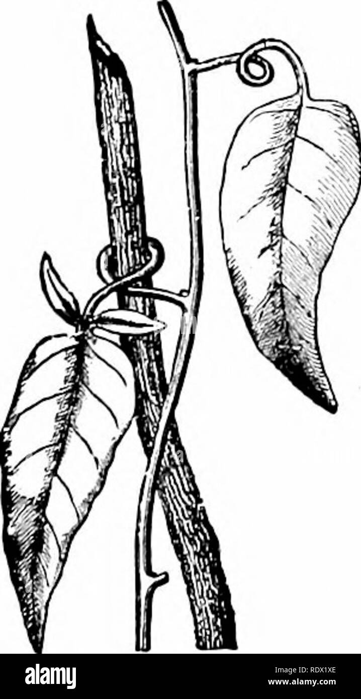 . Umrisse der Botanik für die High School Labor- und Klassenzimmer (auf Grey's Unterricht in der Botanik) auf Antrag der botanischen Abteilung der Harvard Universität vorbereitet. Botanik; Botanik. Blätter DER BESONDEREN BESCHAFFENHEIT UND VERWENDUNG 143. Blätter für Lagerung. - ein Blatt gleichzeitig können sowohl normale und besondere Verwendungen dienen. Damit in diesen Blättern von Lilien, wie die gemeinsame Wliite Lily, die Feder von der Birne, die obere und die grünen Teil dient für Laub und erarbeitet Nahrung, während der Verdickten teil oder Bud Maßstab unter für die Lagerung von dieser Nahrung dient. Die Thread-geformte Blatt o Stockfoto