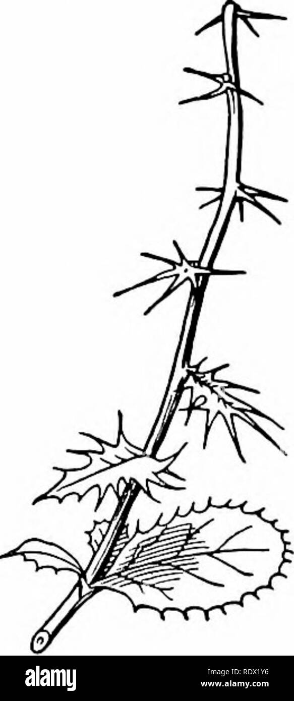 . Umrisse der Botanik für die High School Labor- und Klassenzimmer (auf Grey's Unterricht in der Botanik) auf Antrag der botanischen Abteilung der Harvard Universität vorbereitet. Botanik; Botanik. Das Blatt 83 Jonquils, Narzissen, und dem zylindrischen Blatt von Zwiebeln sind otljer Instanzen. - Keedle shitped Blätter, wie die der Kiefer, Lärche und Fichte, sind Beispiele.. Blätter DER BESONDEREN BESCHAFFENHEIT UND VERWENDUNG 143. Blätter für Lagerung. - ein Blatt gleichzeitig können sowohl normale und besondere Verwendungen dienen. Damit in diesen Blättern von Lilien, wie die gemeinsame Wliite Lily, die Feder von der Birne, die oberen und Grün Stockfoto