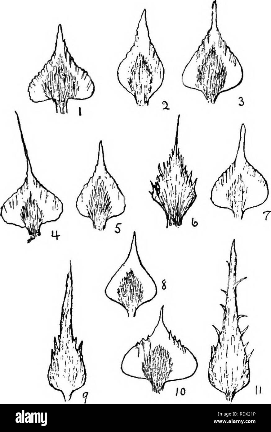 . Der Farn Verbündete von Nordamerika nördlich von Mexiko. Pteridophyta; Botanik. 74 DIE LYCOPODIACE/E. ihre Nahrung wie andere Pflanzen machen, und so haben eine- schaft mit einem Pilz, die immer vorhanden ist und Hilfsmittel in der Arbeit gesetzt. Die prothallia bestimmter exotischer Arten liv-ing auf Bäumen sind schlank, stark verzweigte Strukturen und Saprophytische, das heißt, sie leben, wie die Pilze, auf die Verfallenen pflanzliche Sache in ihrer Nähe. " - Ursache dieses Asso - verbundenen Pilz, es ist eine schwierige Angelegenheit t o Wachsen die prothallia der Lycopodiaceae, und das von vielen Arten noch nie gesehen hat. Weitere ob Stockfoto