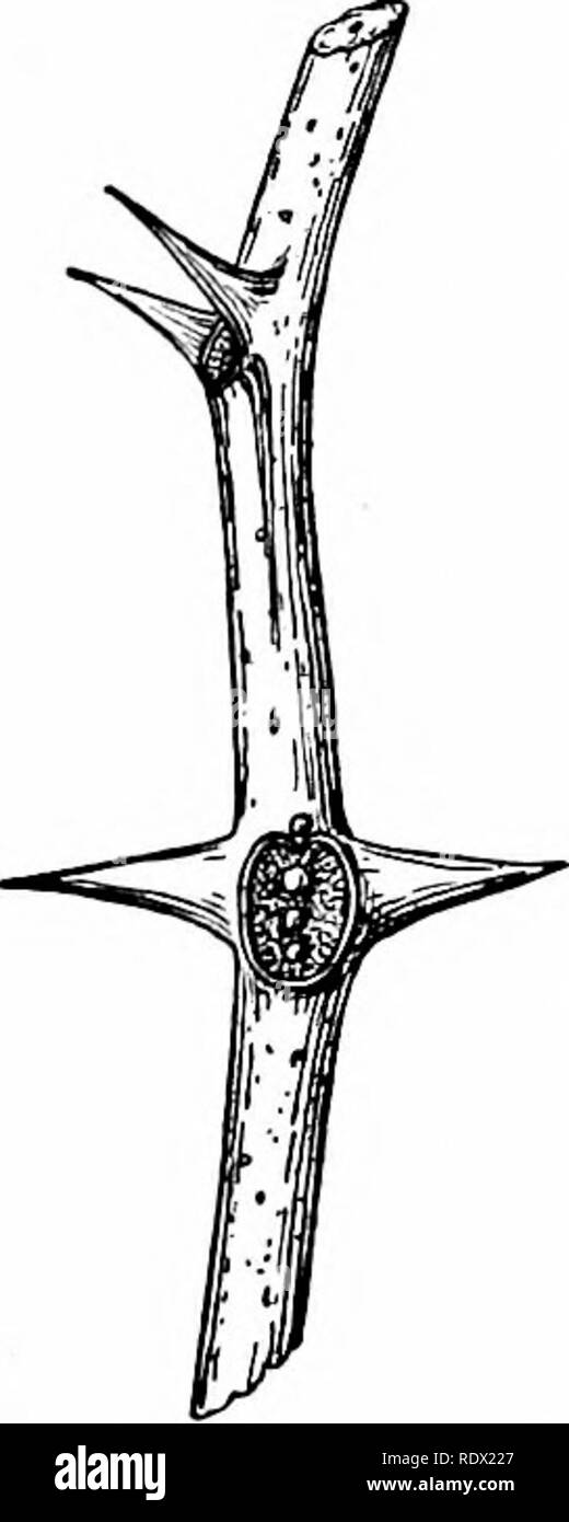 . Umrisse der Botanik für die High School Labor- und Klassenzimmer (auf Grey's Unterricht in der Botanik) auf Antrag der botanischen Abteilung der Harvard Universität vorbereitet. Botanik; Botanik. 55. Blatt der Quitte; h, blailc; p, Peti-Ole; St, nebenblätter. rungen sind auch Conduits von Wasser und der tlie bereit, pflanzliche Nahrung, wenn dieser vom Blatt in eine flüssige Form in andere Teile der Pflanze gezogen wird. Die kleinste ergiebige Quarzgänge zu jedem Abschnitt der tlie aktiv grün Gewebe eindringen, assur-ing einen überfluß an Wasser. Wliole tliroughout Tiiat Wasser den Körper des Blattes eine wichtige Rolle spielt in t Stockfoto
